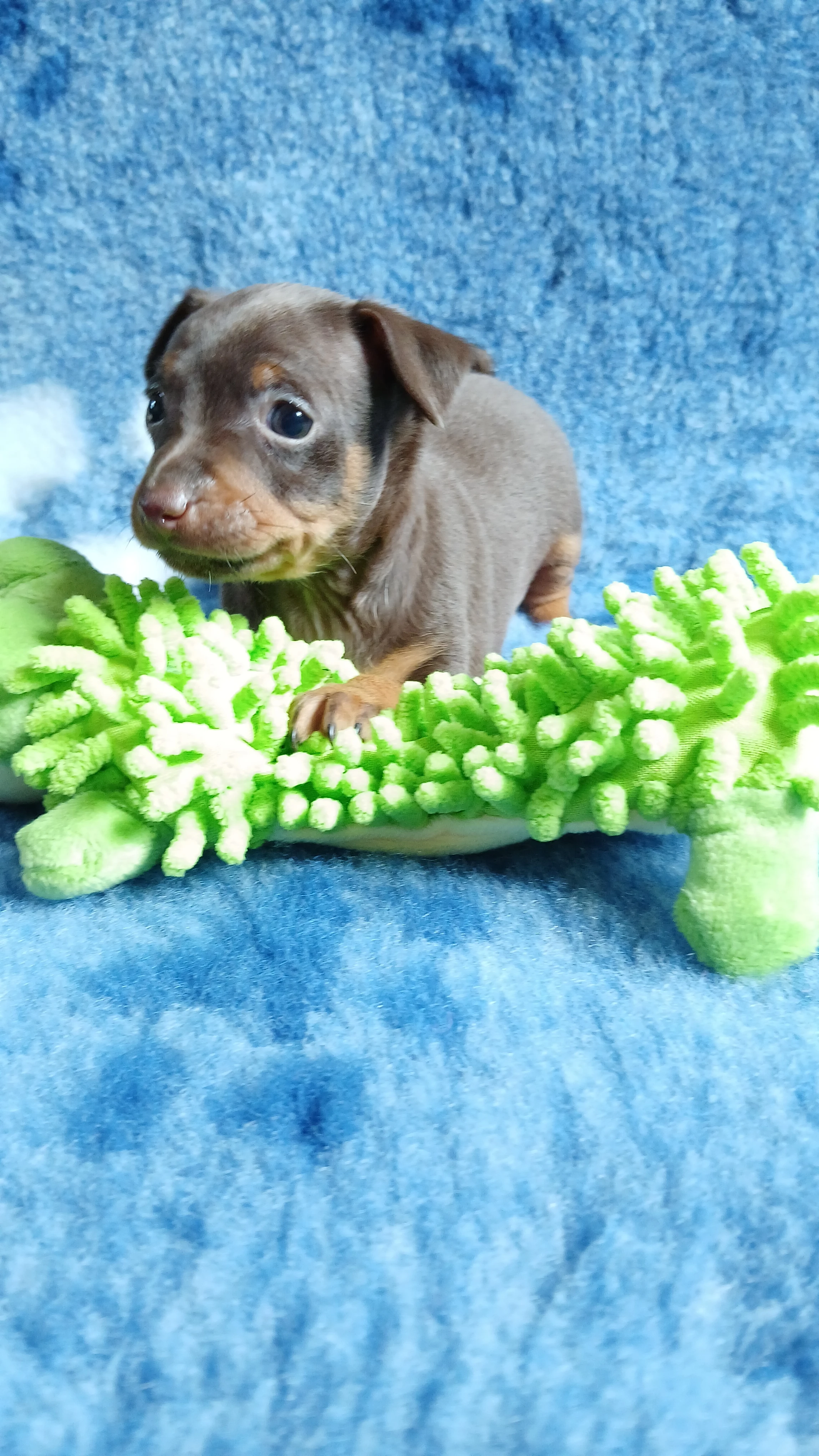 Pražský krysařík- hnědý pejsek