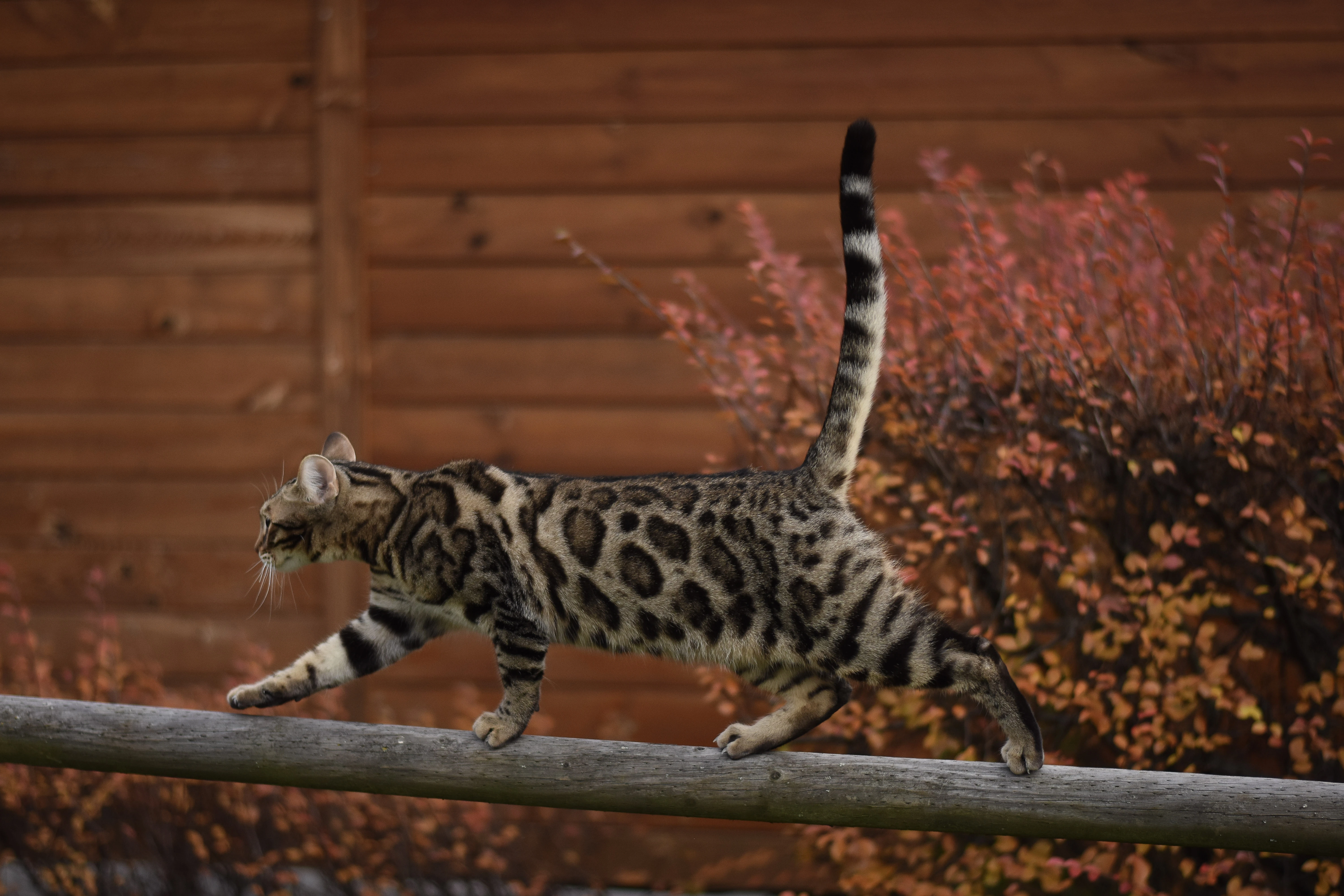 Hnědý bengálský kocour s PP ke krytí