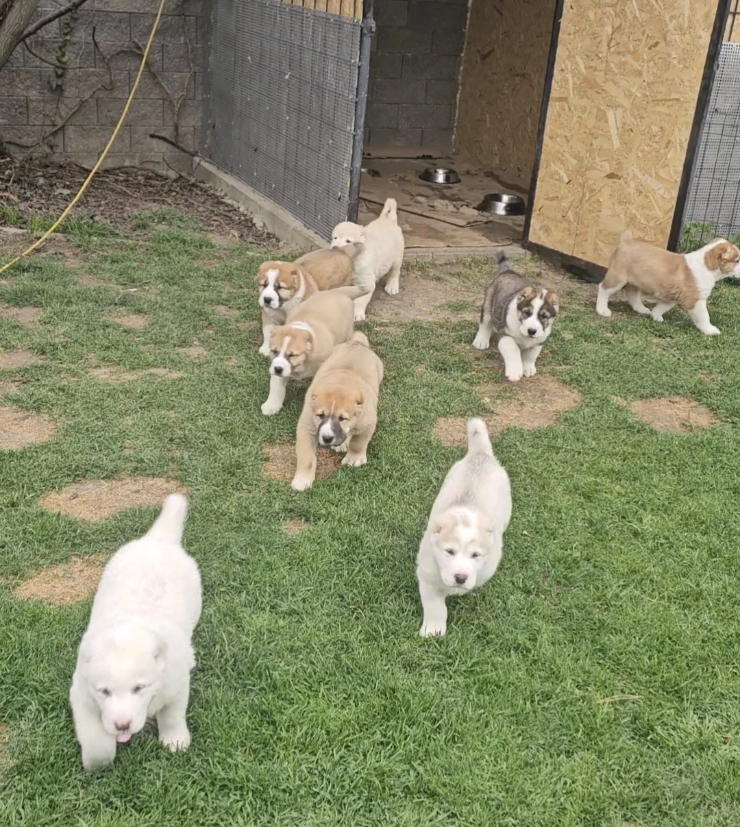 Stredoázijský pastiersky pes – šteniatka s PP z chovnej stanice Al-Azhar