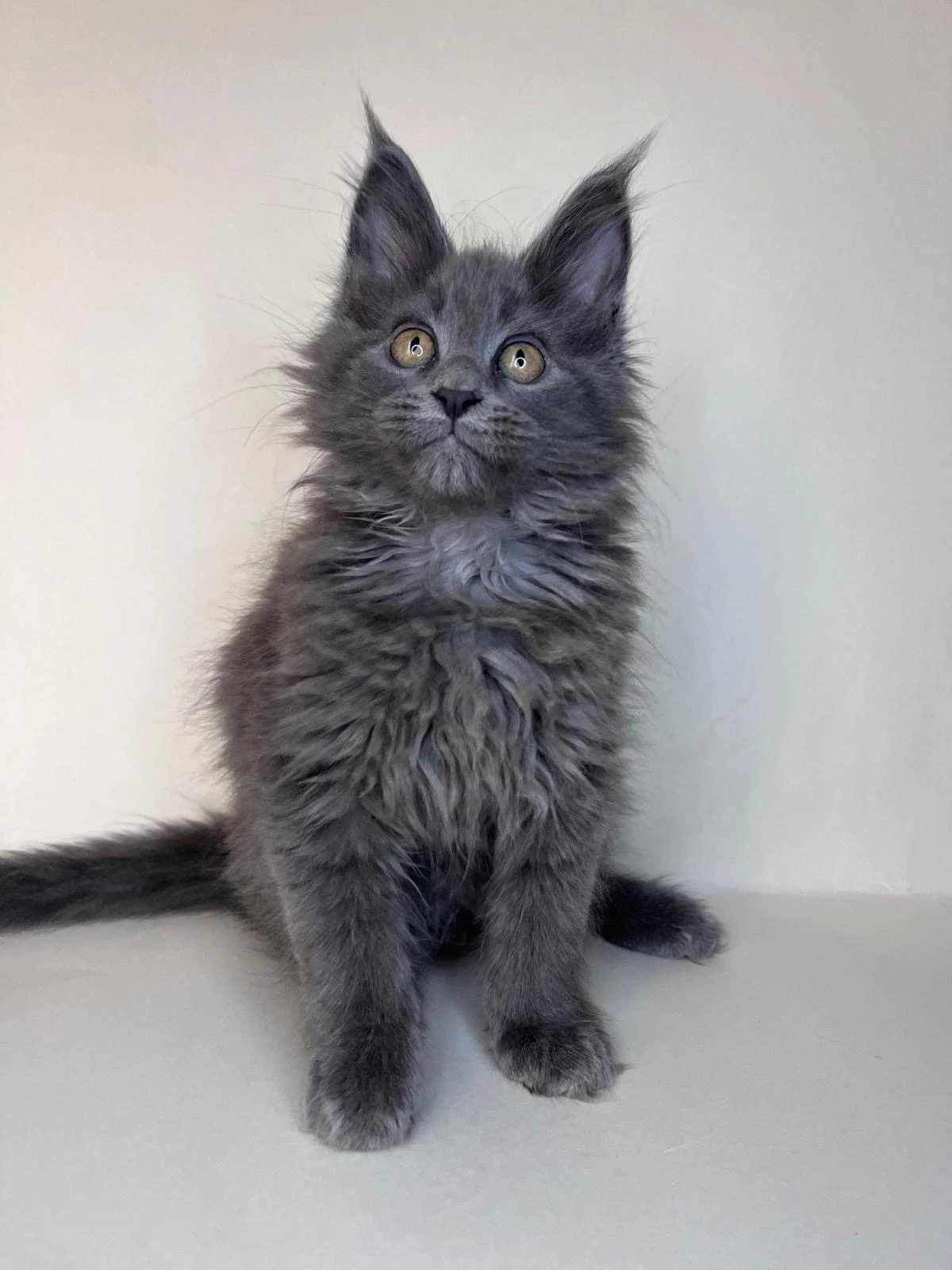 Nabízíme poslední tři volné kocourky mainské mývalí kočky s PP