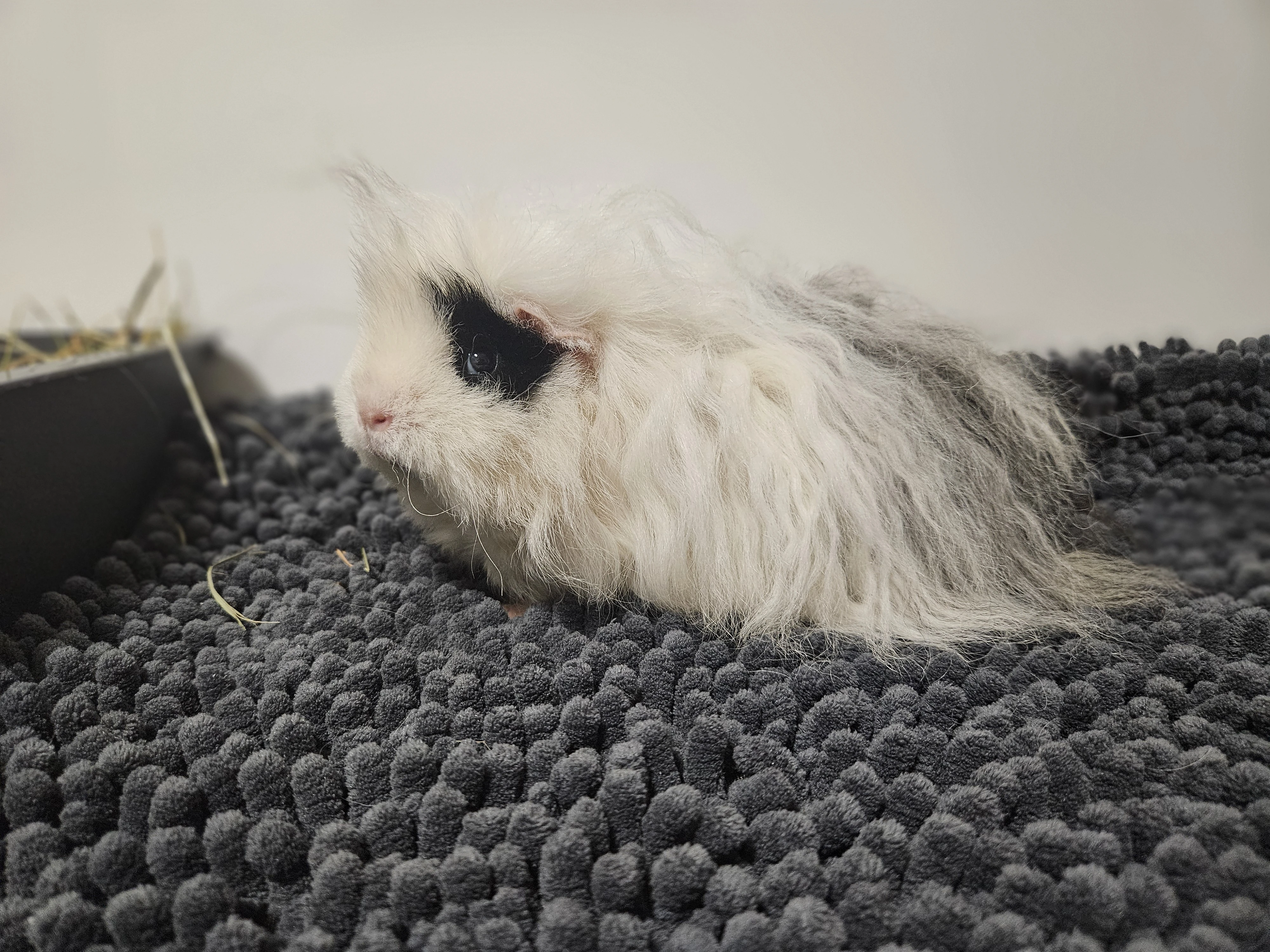 Morčata - samičky Peruánec a Alpaka