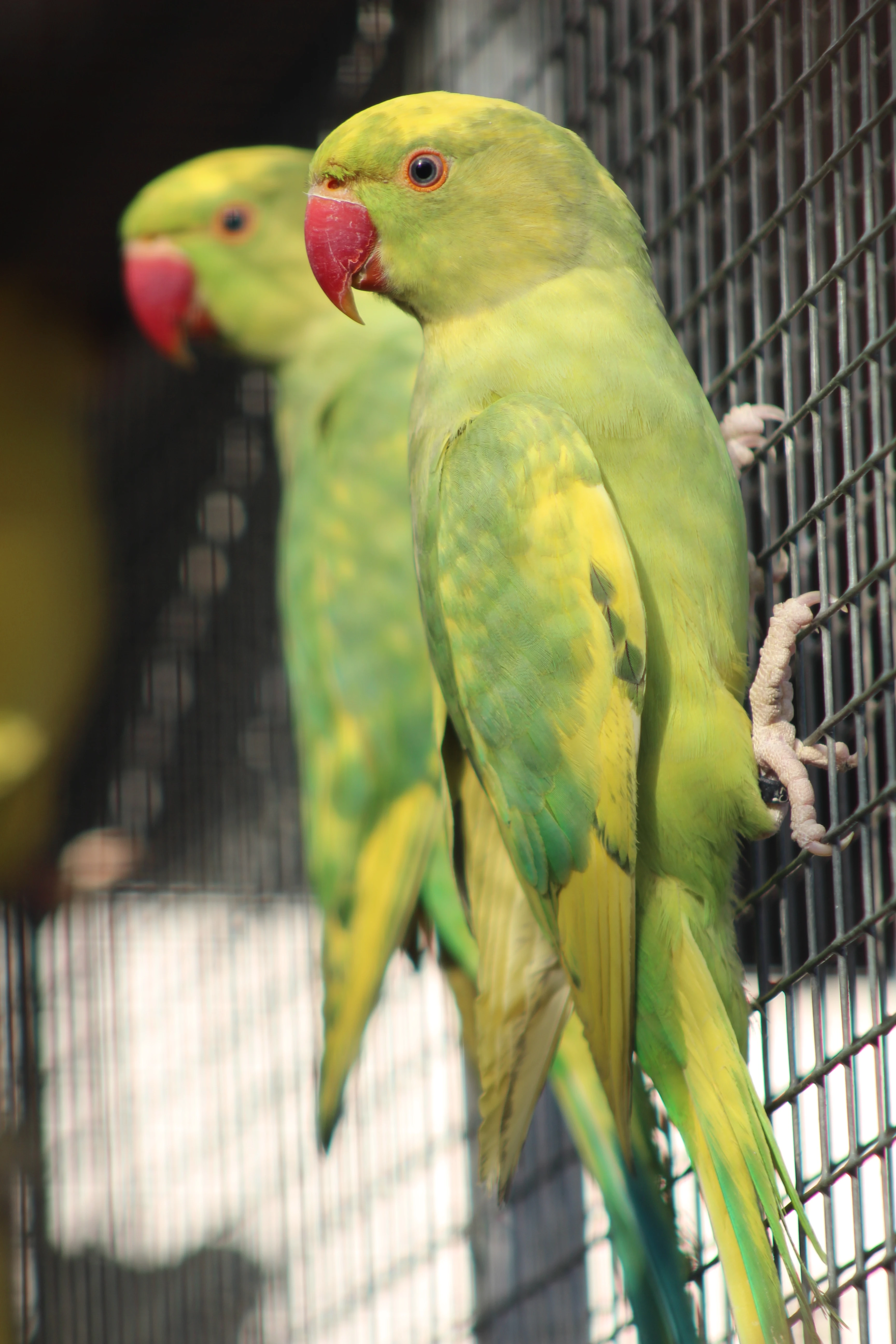 Prodám Alexandr malý mutace: