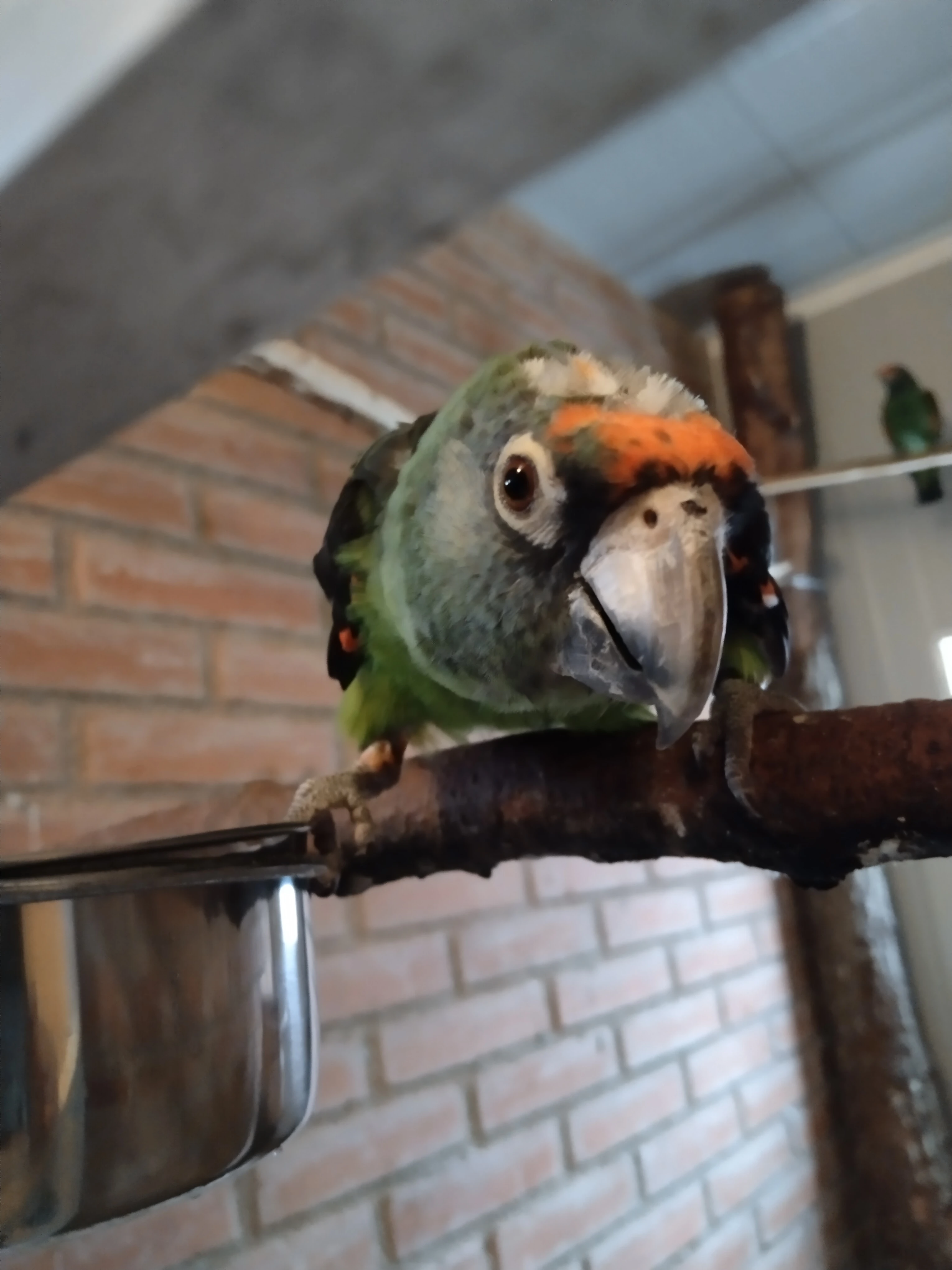 Papoušek konžský gulielmi gulielmi 0,1