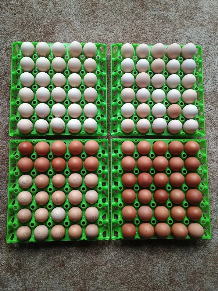 Volné místo v líhni