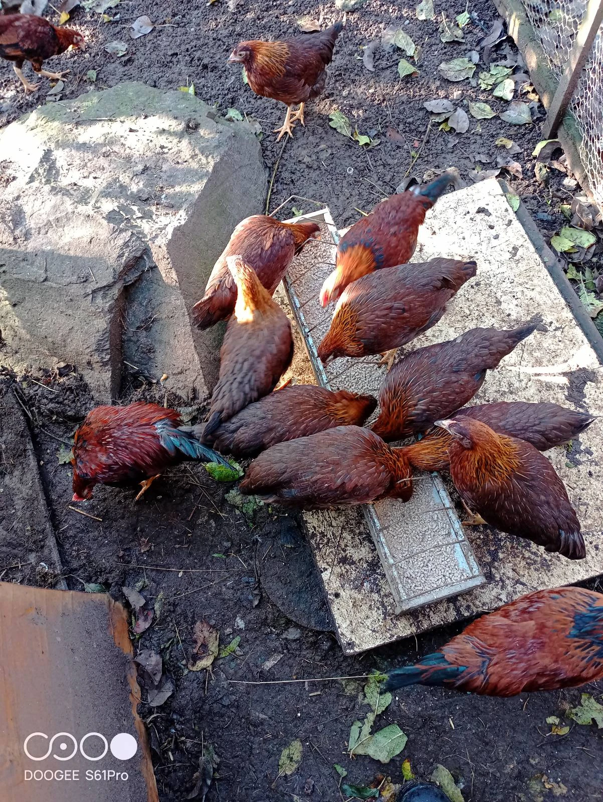 Kohoutci z.V. líhnutí v září 2025 (na chov)