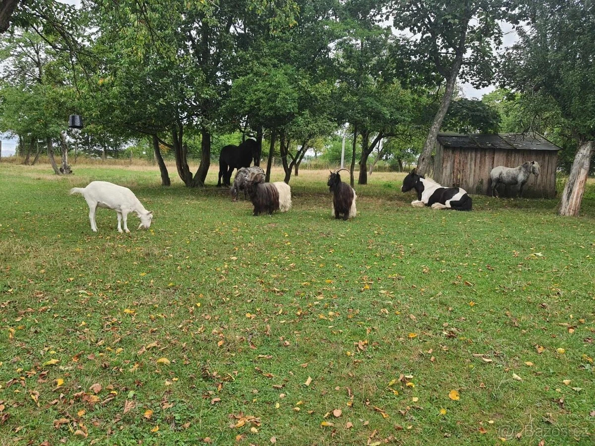 Pronájem statku k chovu koní