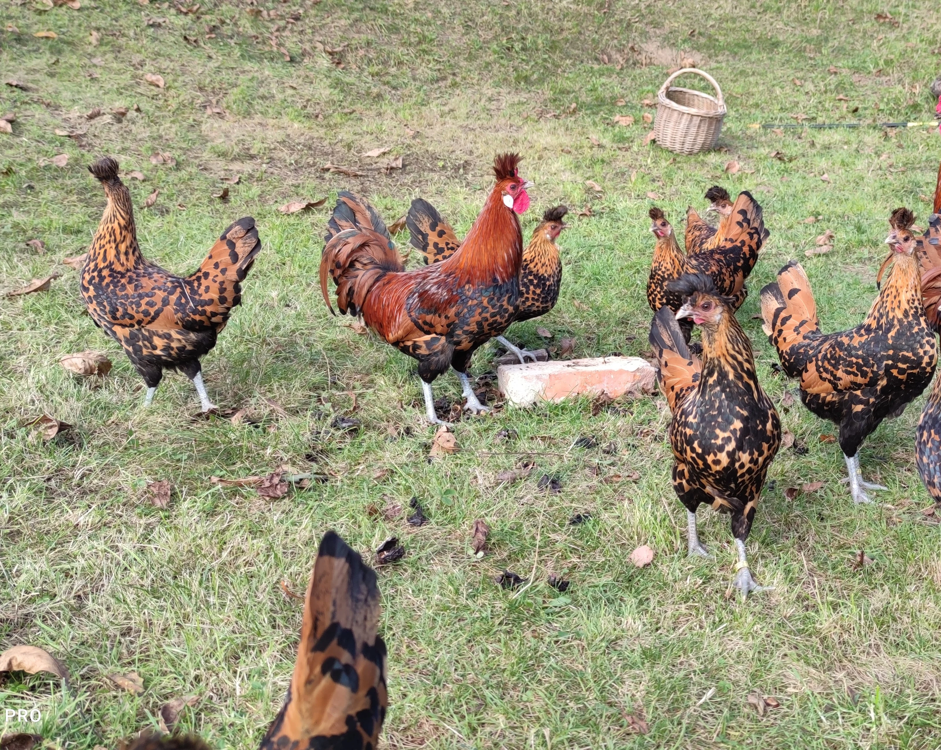 Appenzellský chocholáč