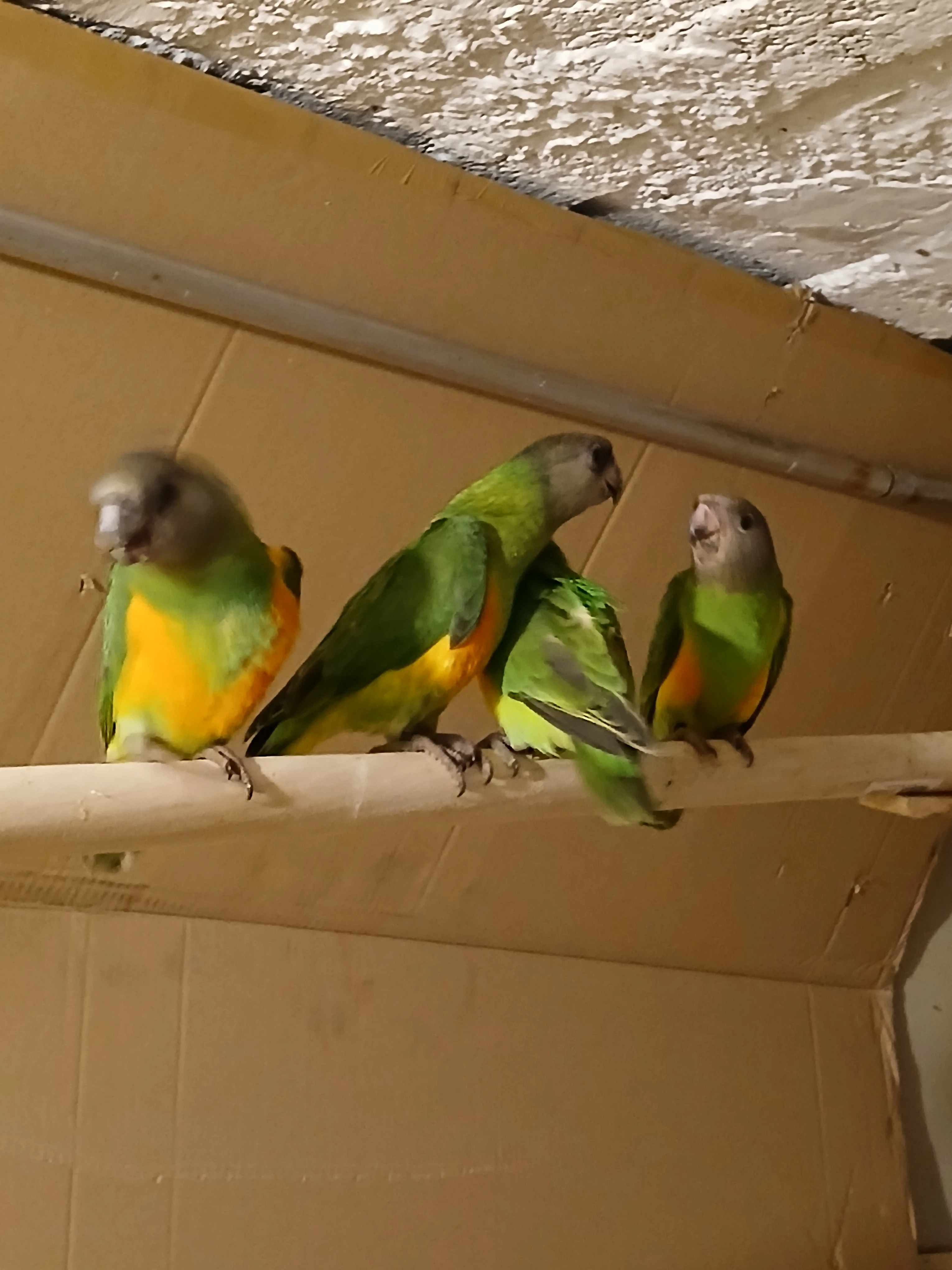 Papoušek  senegalský