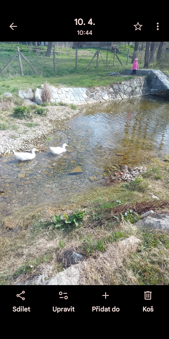 Káčata kachny pekingské