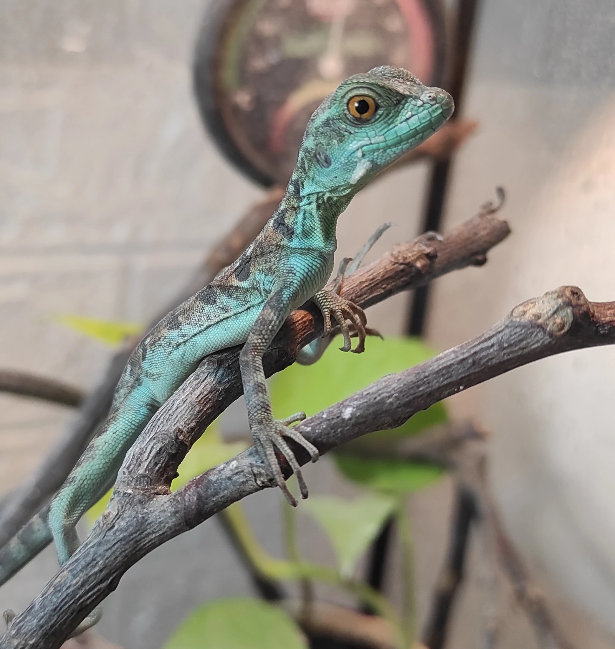 Basiliscus plumifrons