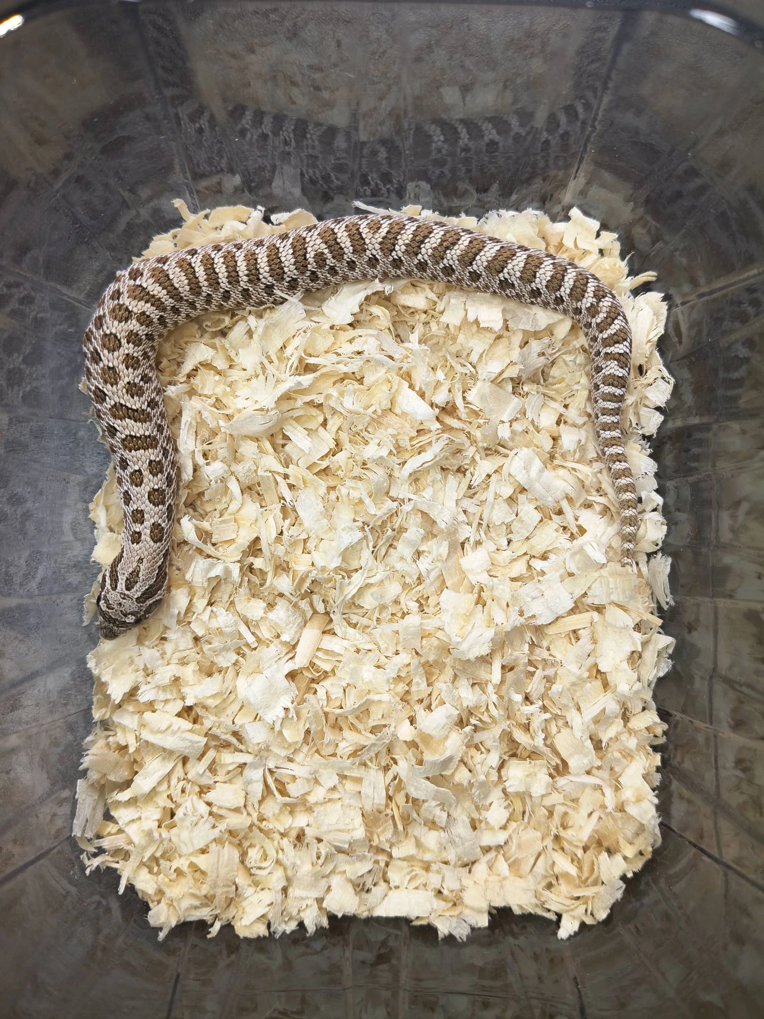 Heterodon nosatý NZ25