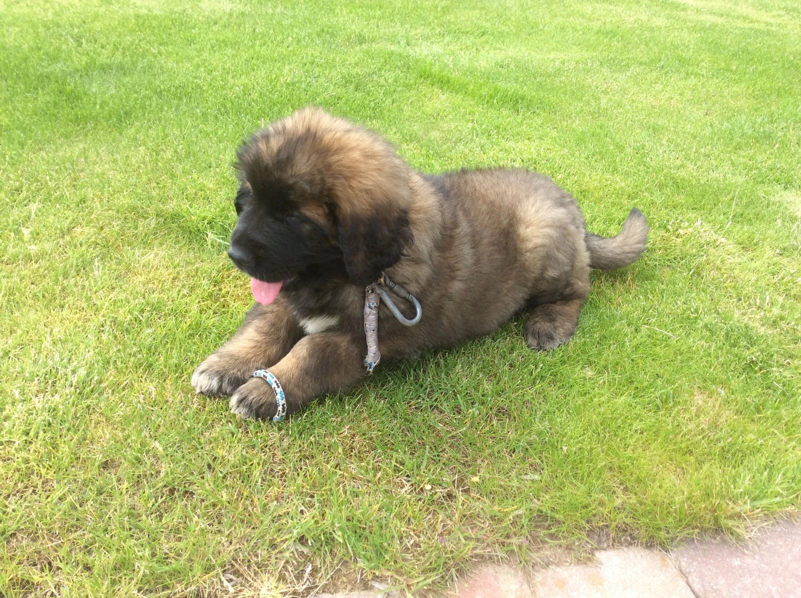 Prodám štěňátka leonbergerů