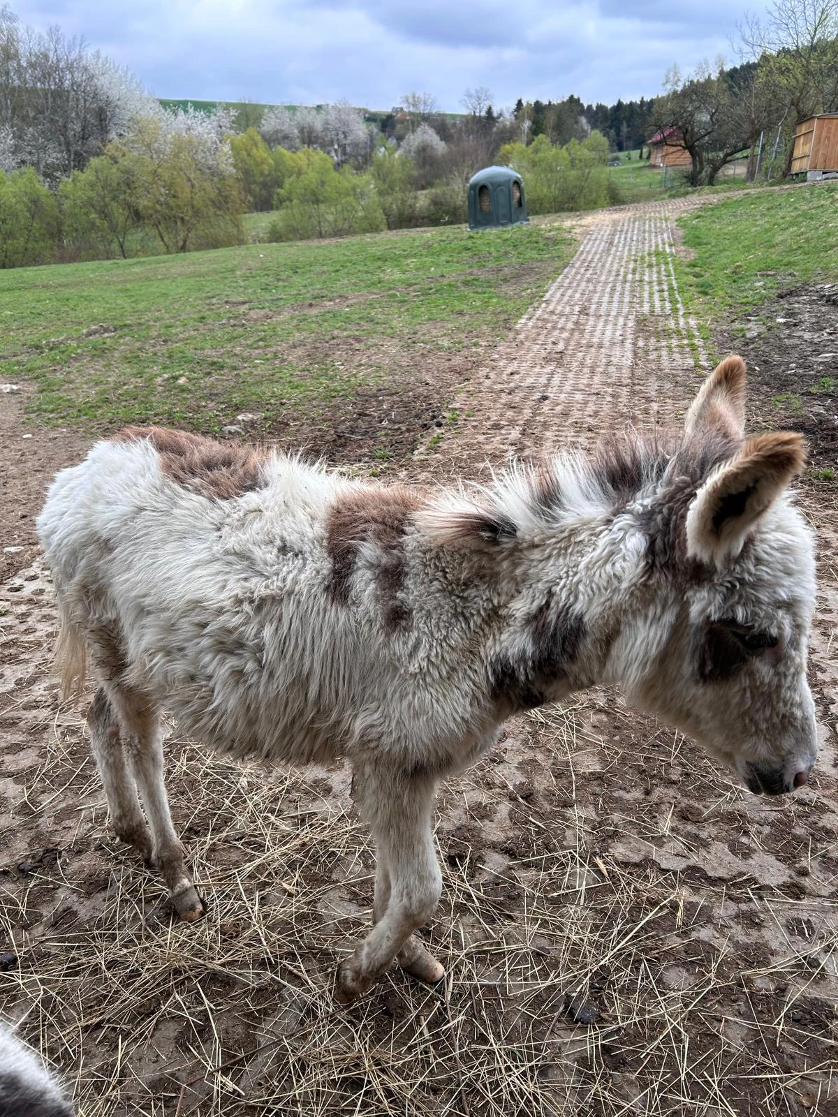 Osioł młody 1,5 roku