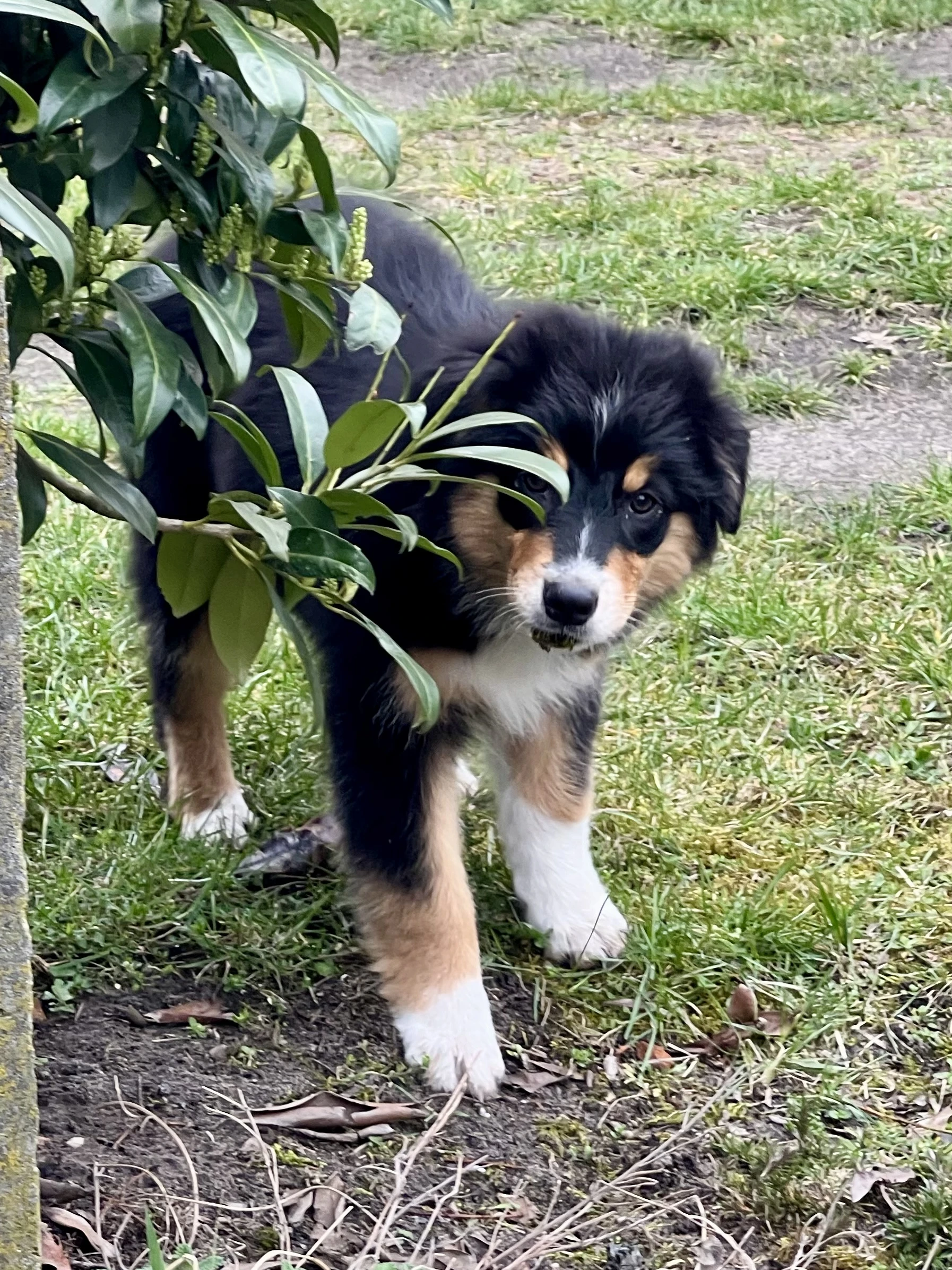 Krásná fenka australského ovčáka hledá milující domov