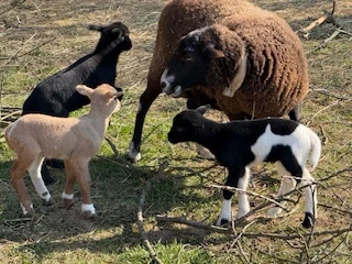 Jehňata kamerun/dorper