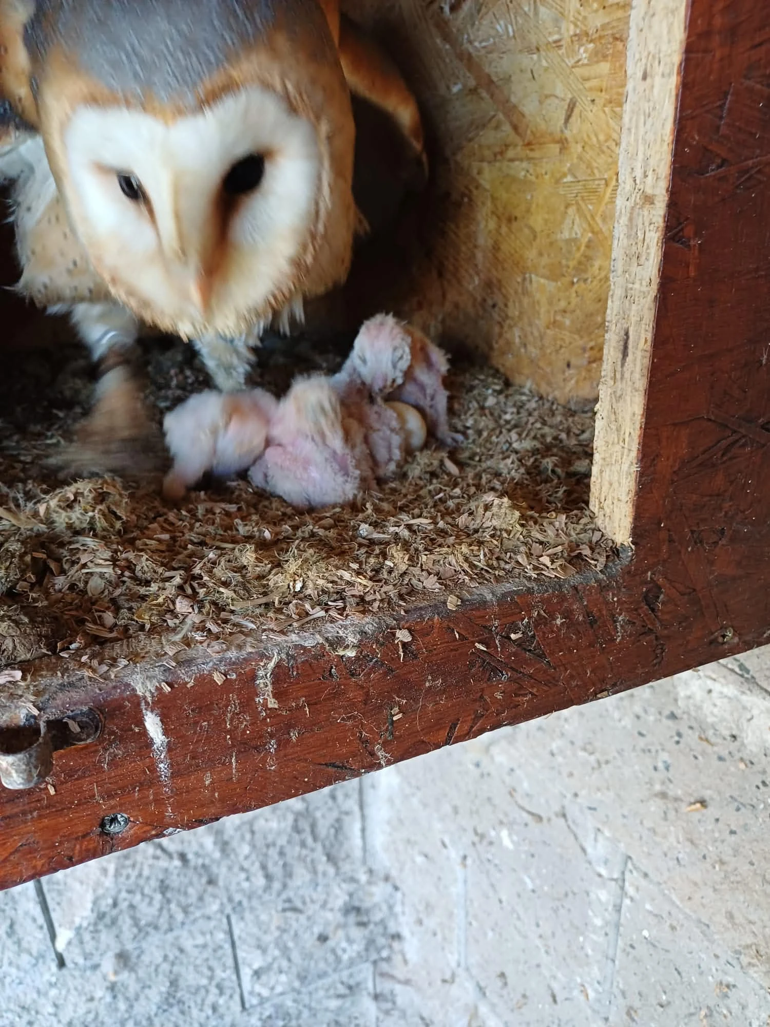 Mláďata Sovy pálené