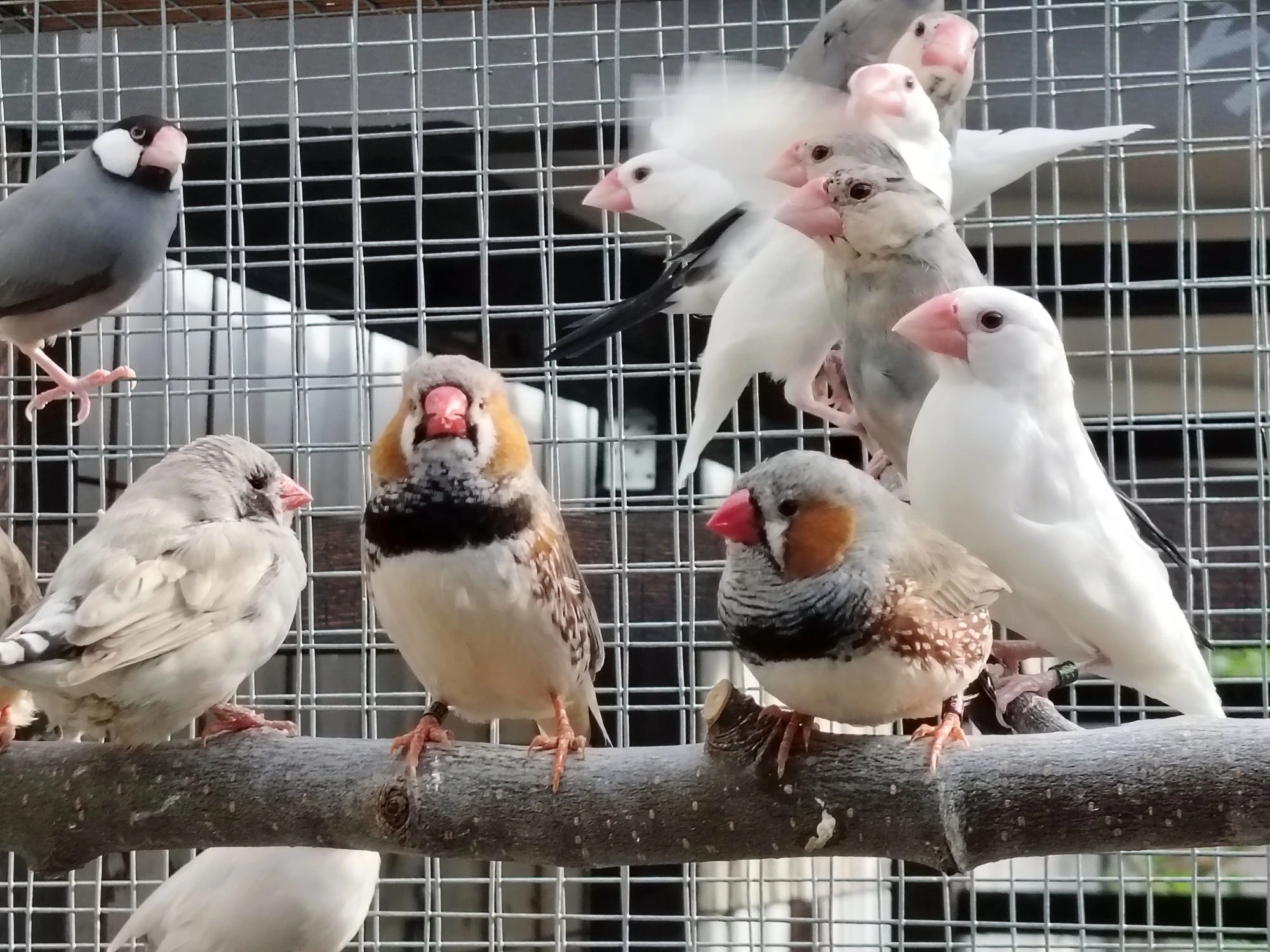 Prodám Zebřička pestrá