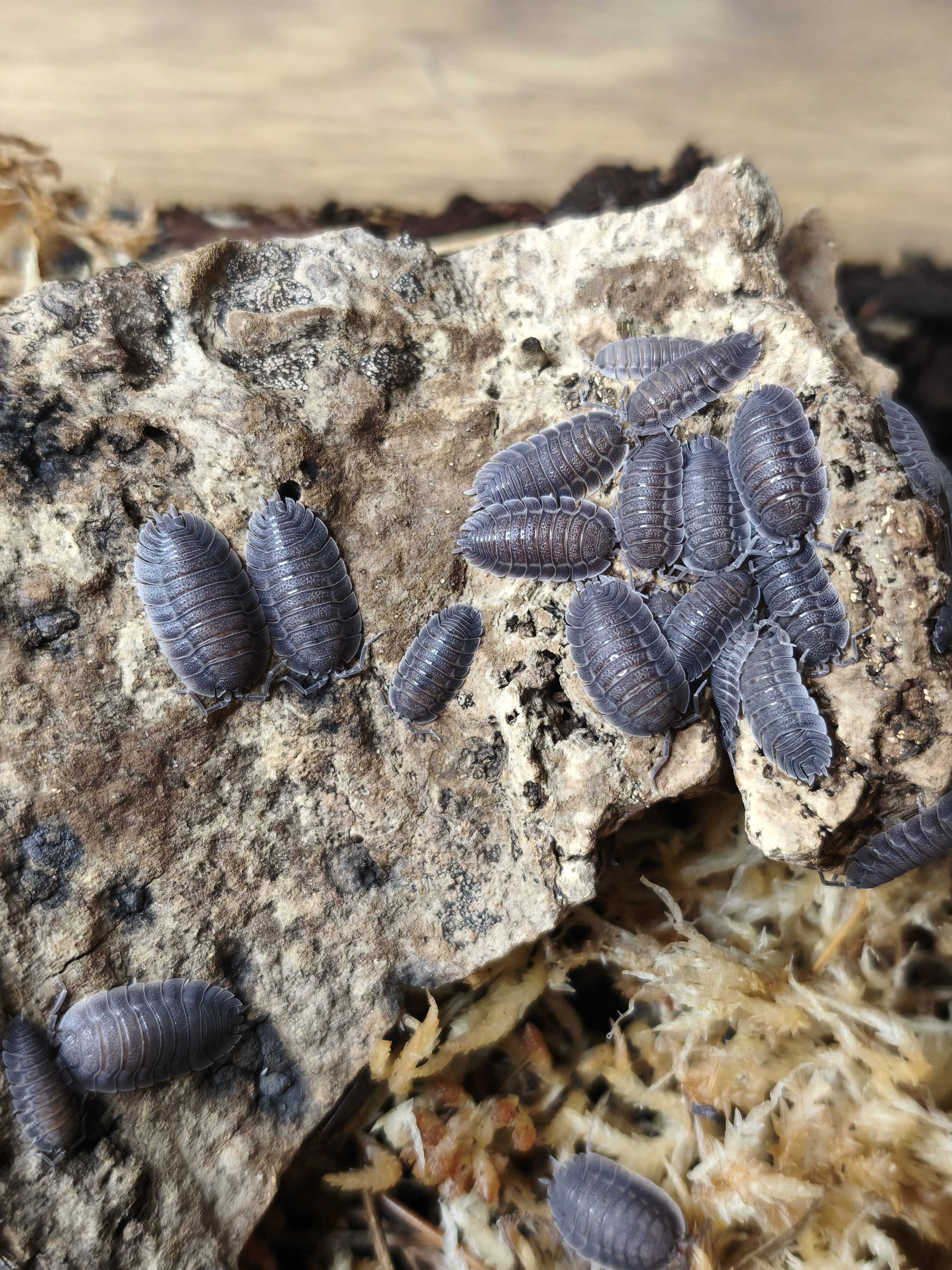 Isopody·stínky - Bulk/balíčky - posílám / Fauna trhy Ostrava 26.4.