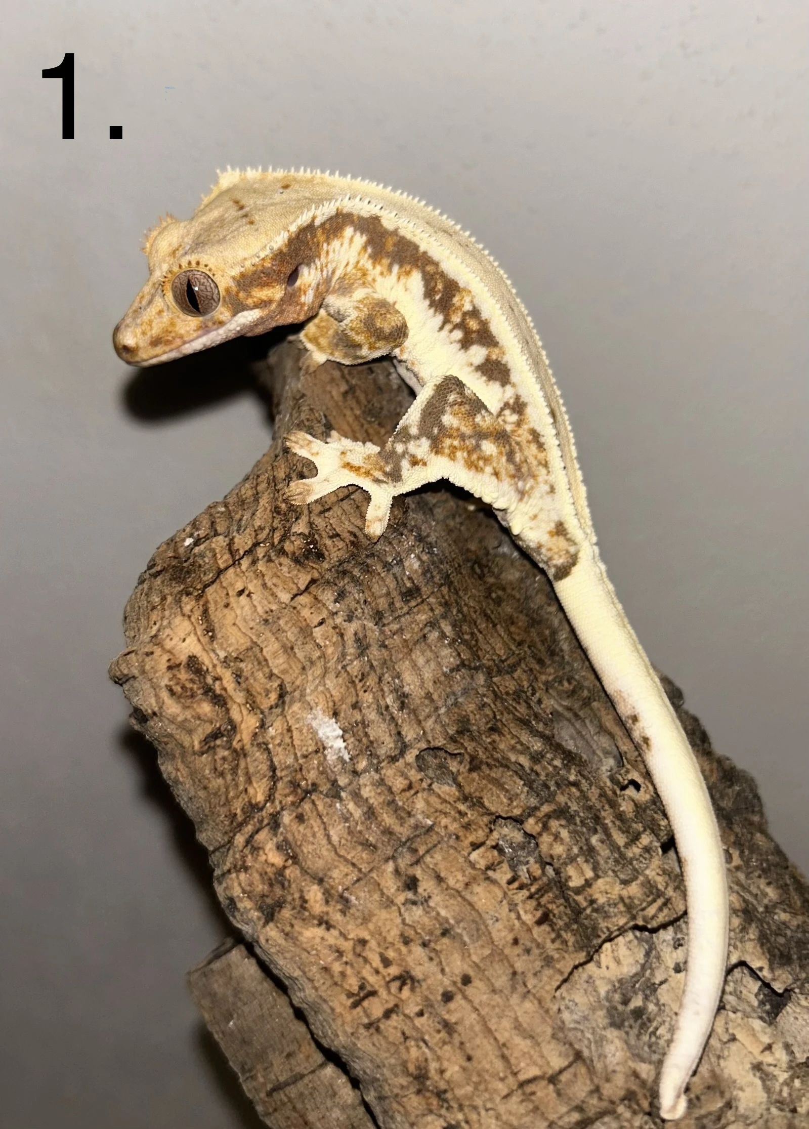 Pagekon řasnatý 0.0.2 (Correlophus ciliatus)