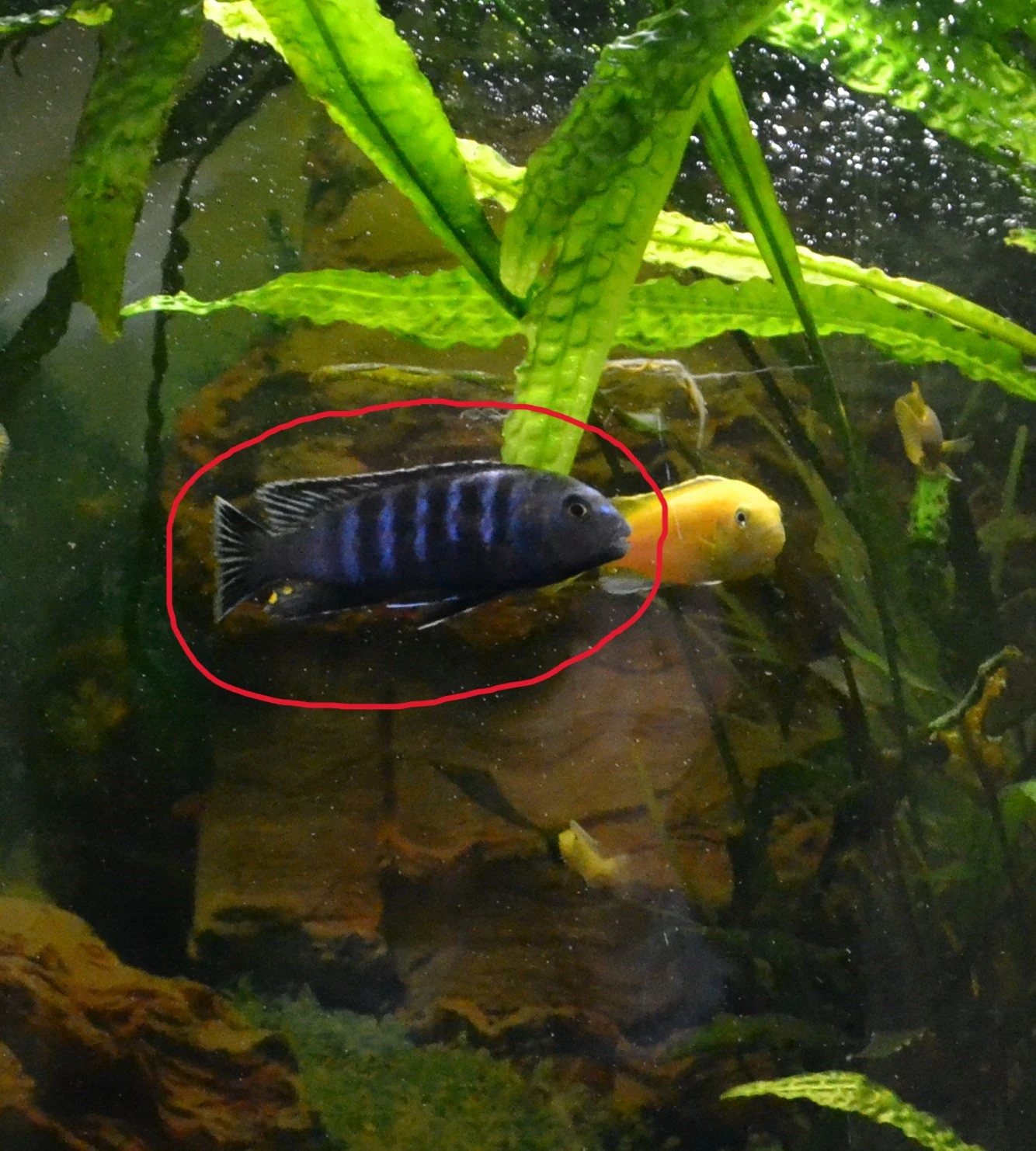 Daruji samce Tlamovec Saulosův