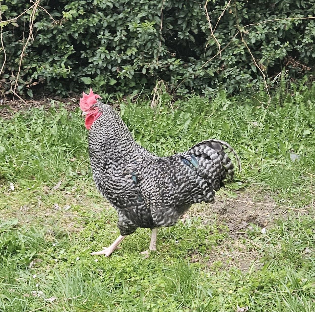 Prodám kohouta plymutky, staří 7 měsíců, zvyklý na lidi