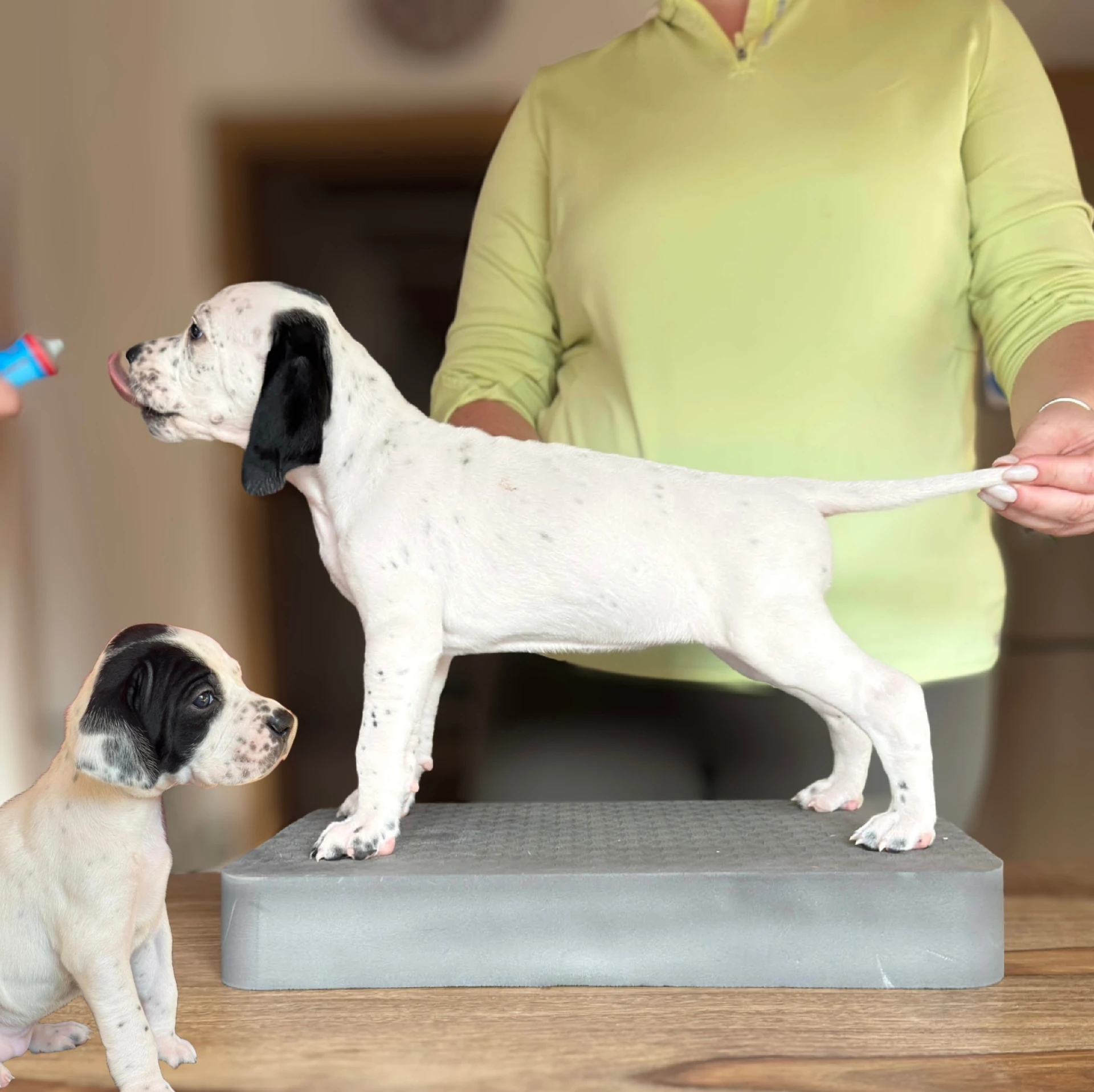 Fenka anglický pointer / ohař