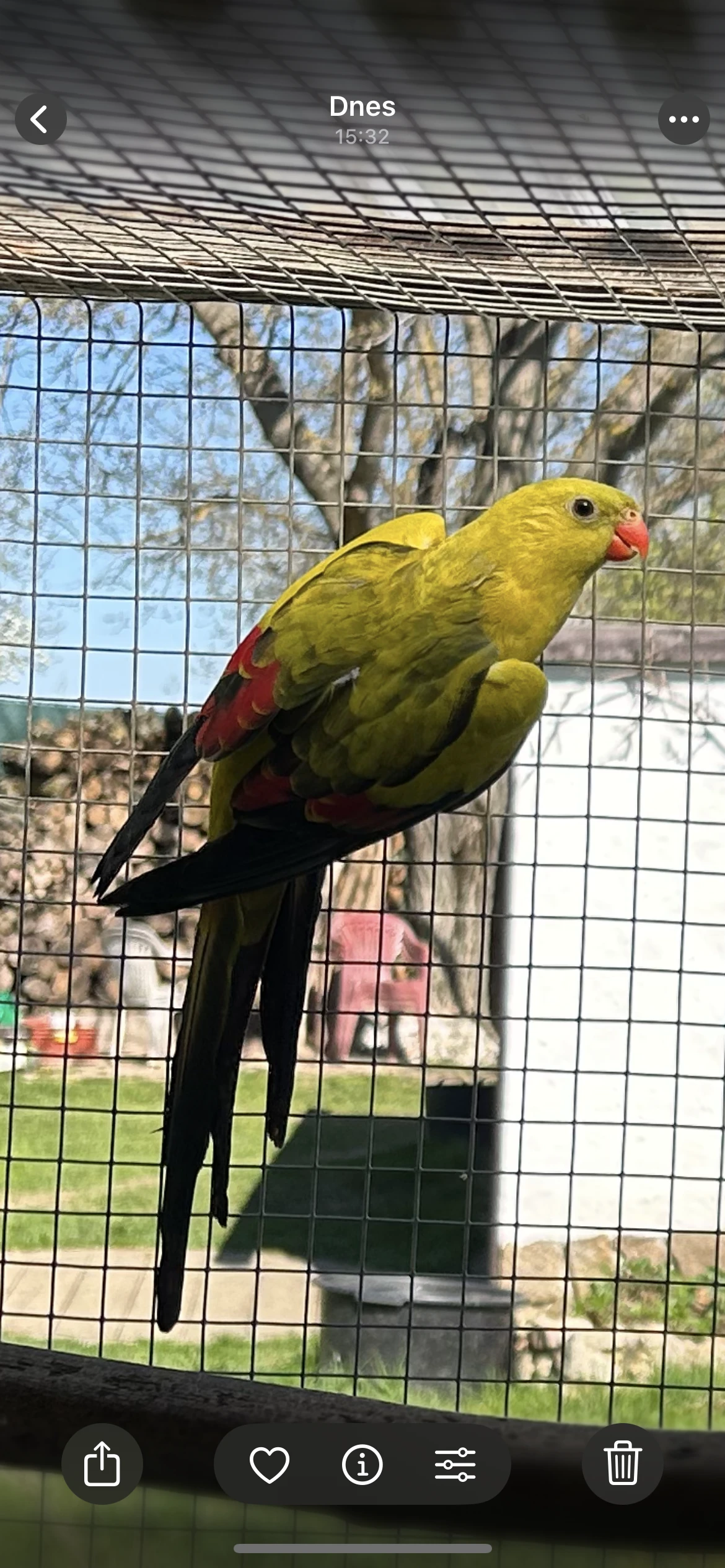 Papoušek horský mutace