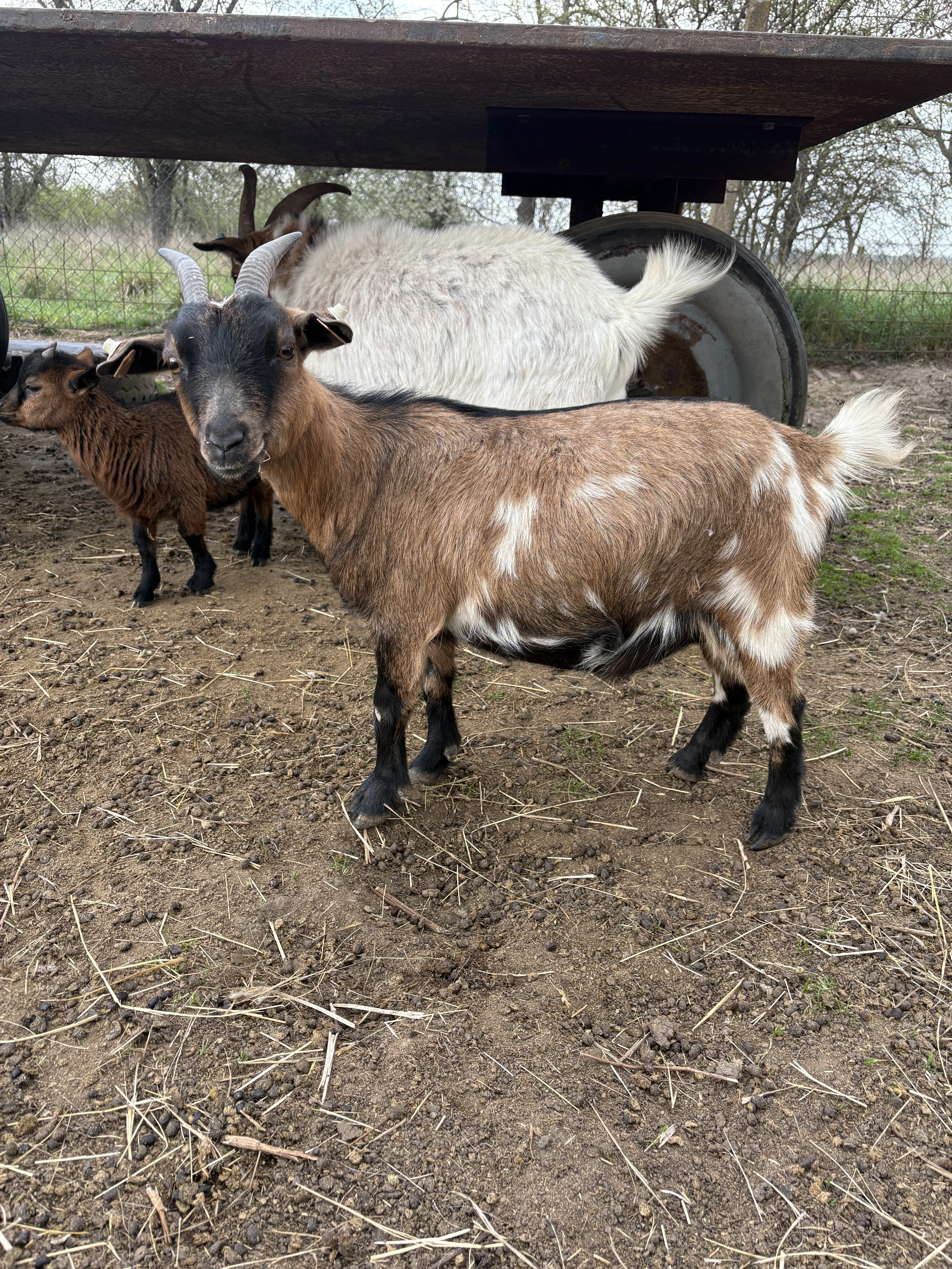 Holandská zakrslá koza