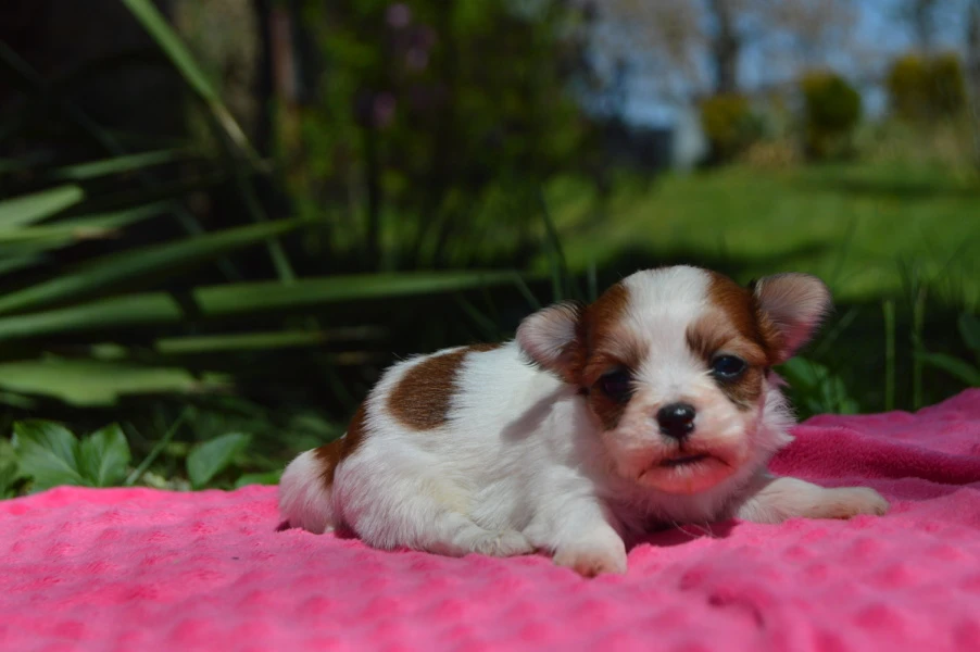 Havanský psík s PP