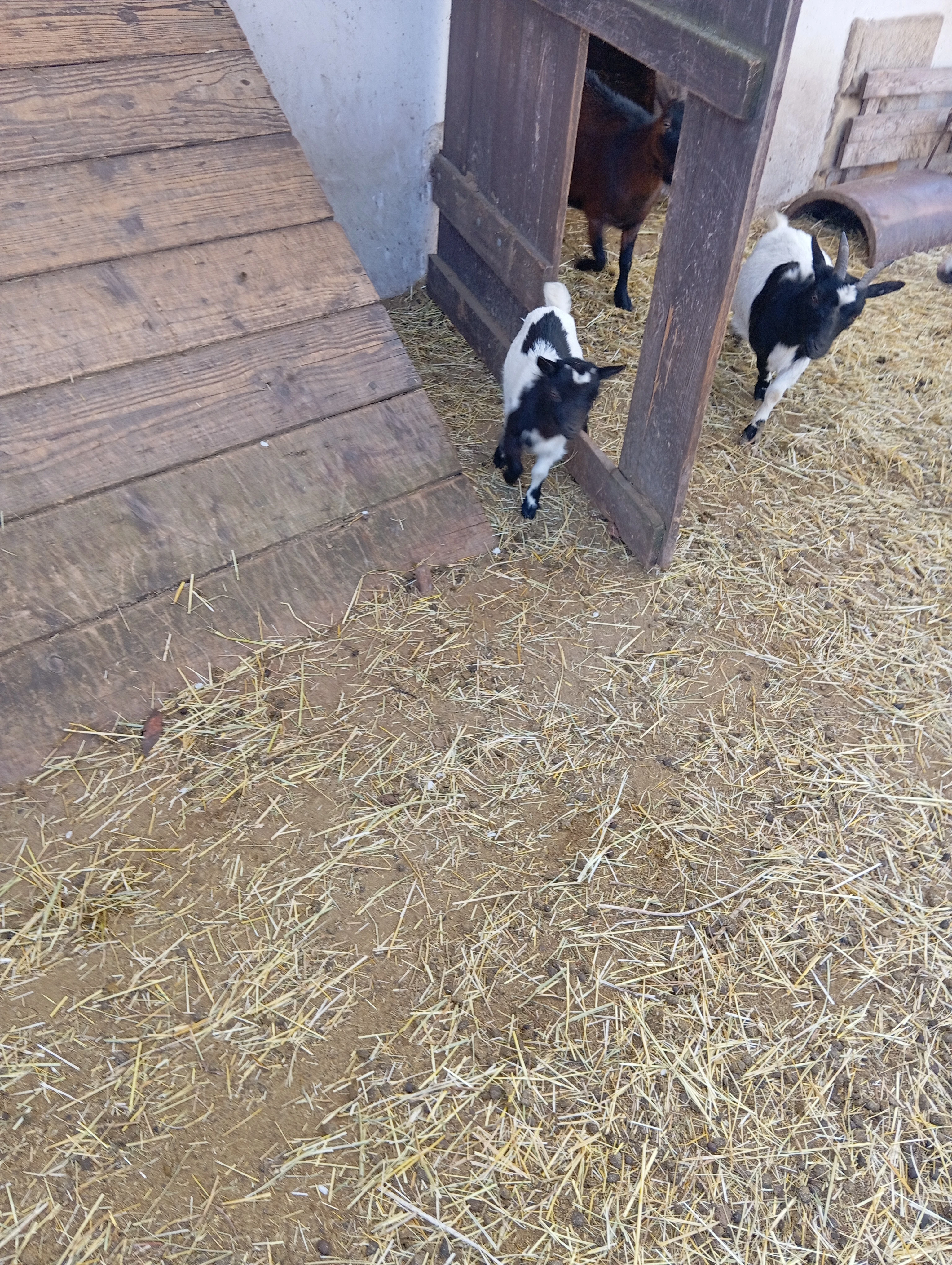 Kůzlata narozená leden 2026