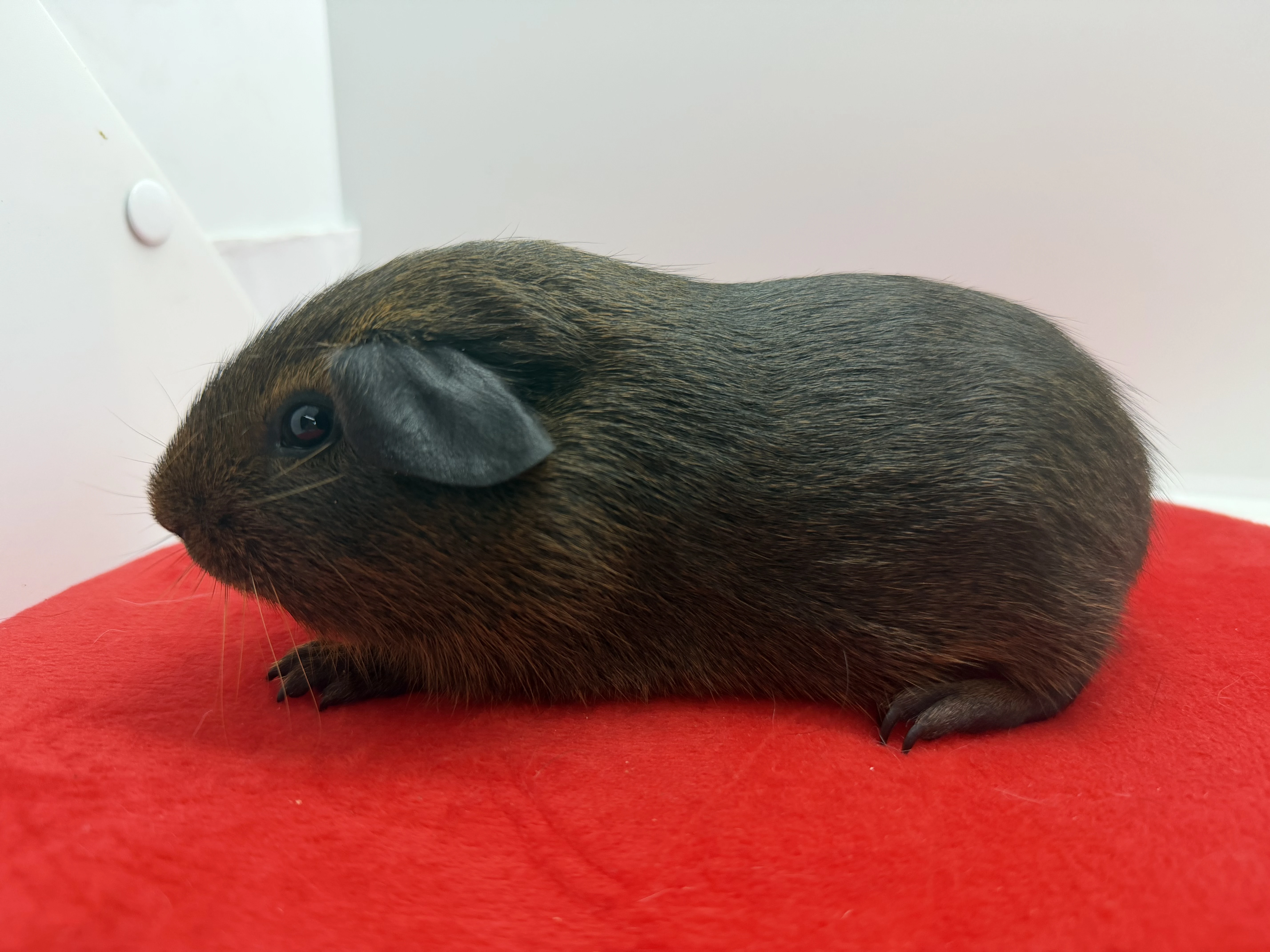 Morče hladké sameček aguti černá/červená s PP