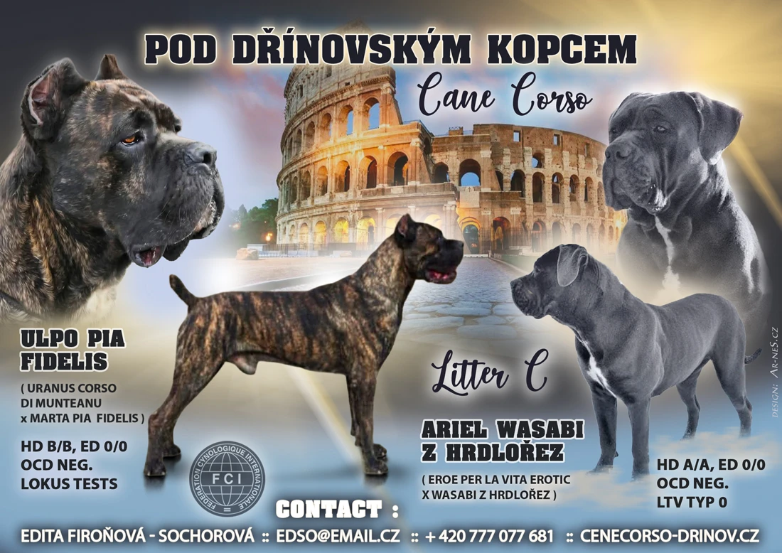 Prodej štěňátek Cane Corso