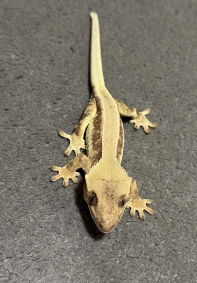 Pagekon řasnatý Harlequin