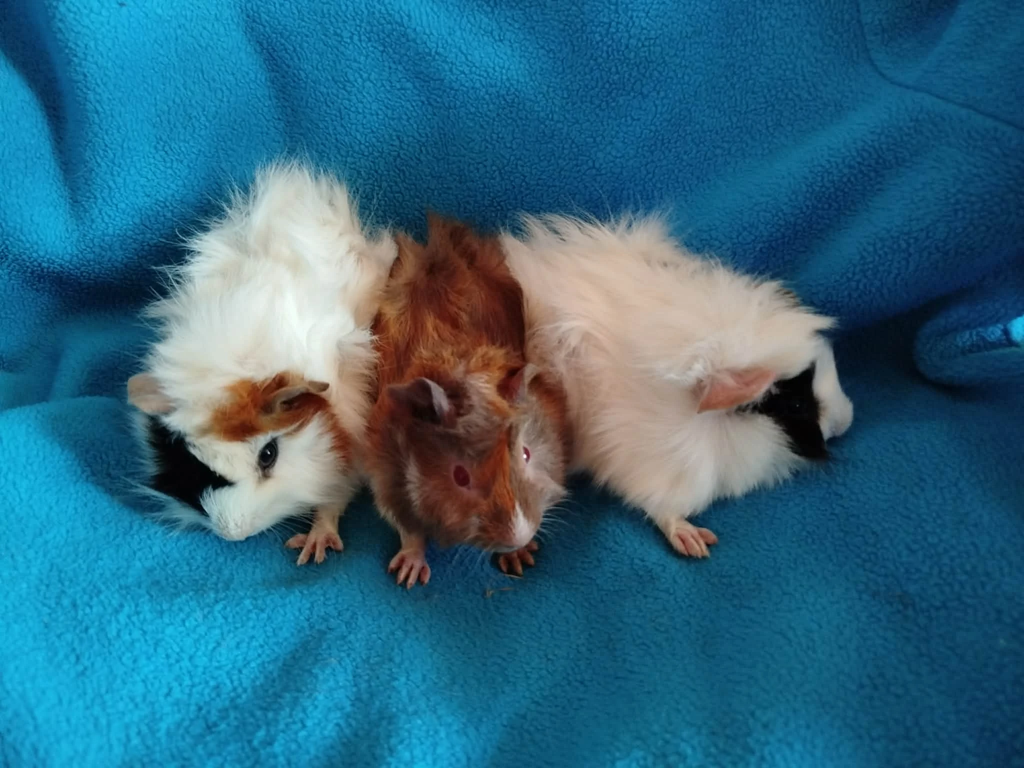 Malá morčátka vhodná na domácí mazlíčky