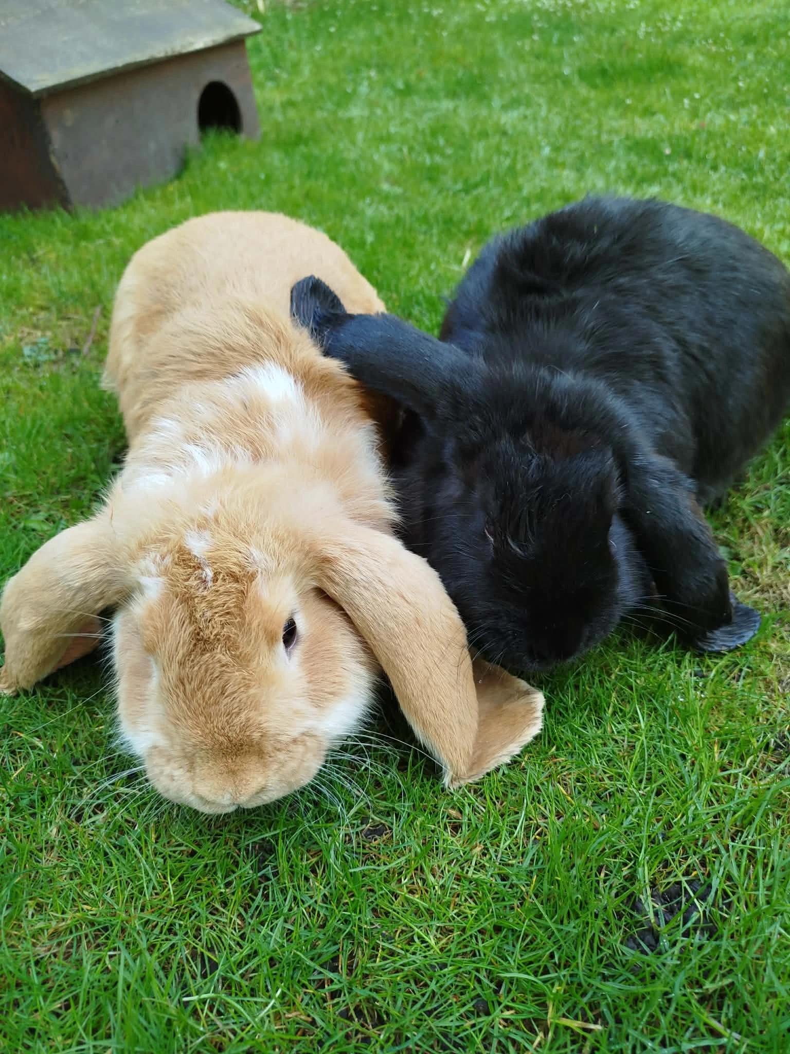 Králíci -Francouzský berani-samice