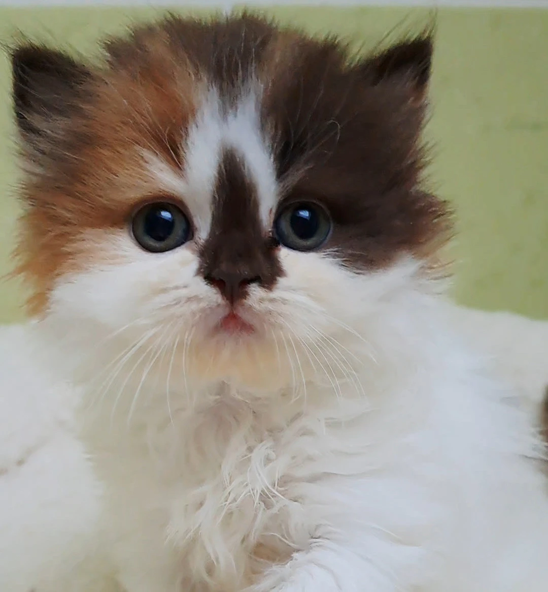 Britská dlouhosrstá kočička Libuška s PP - odběr 7/2026