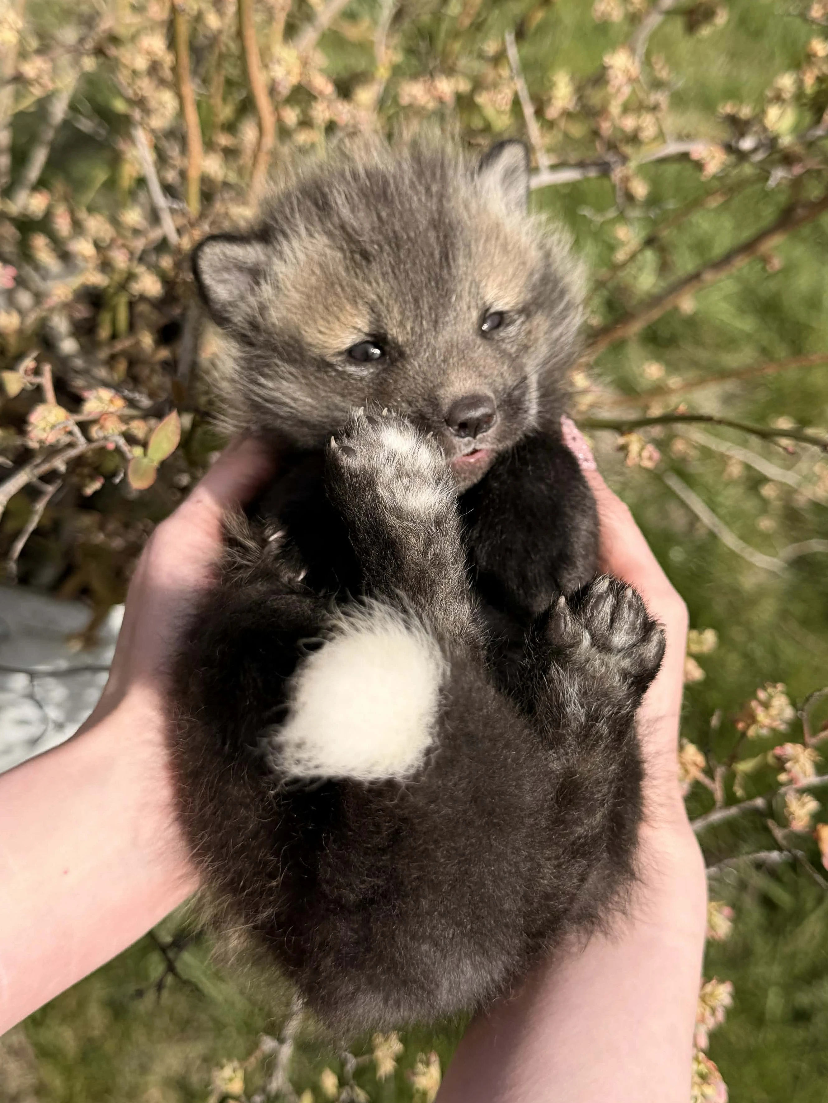 Domestic red fox, tame puppies 2026 transport possible