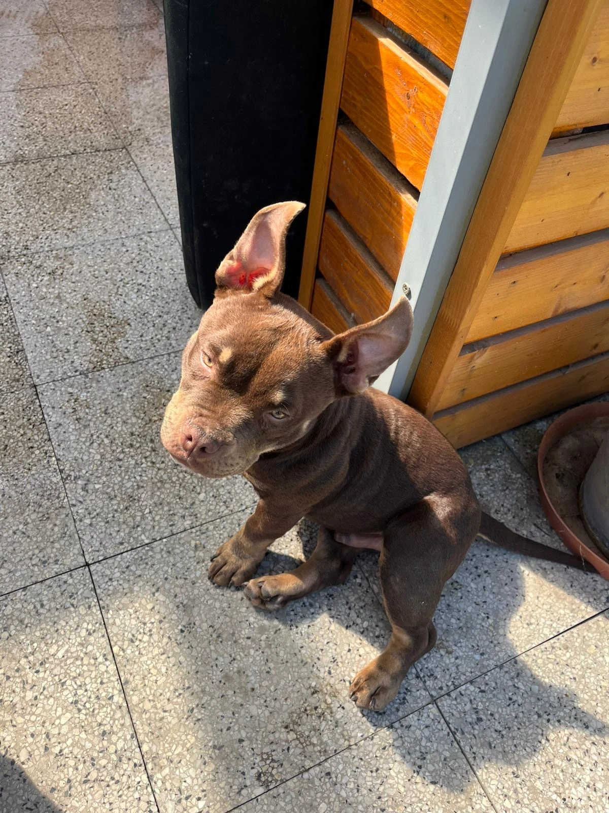 American Bully Micro