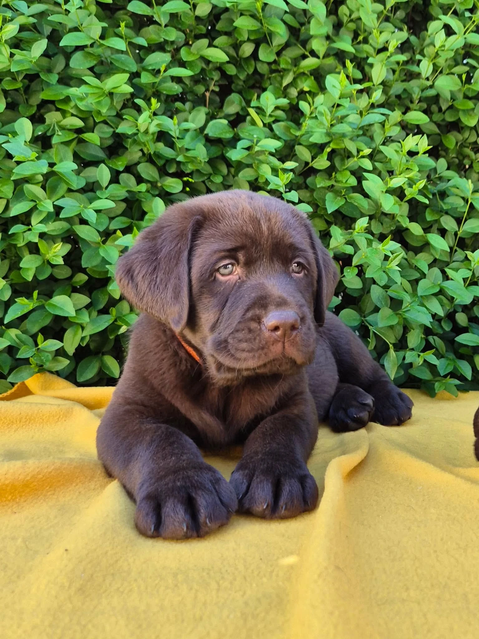 Labrador retriever čokoládové šteniatko s PP