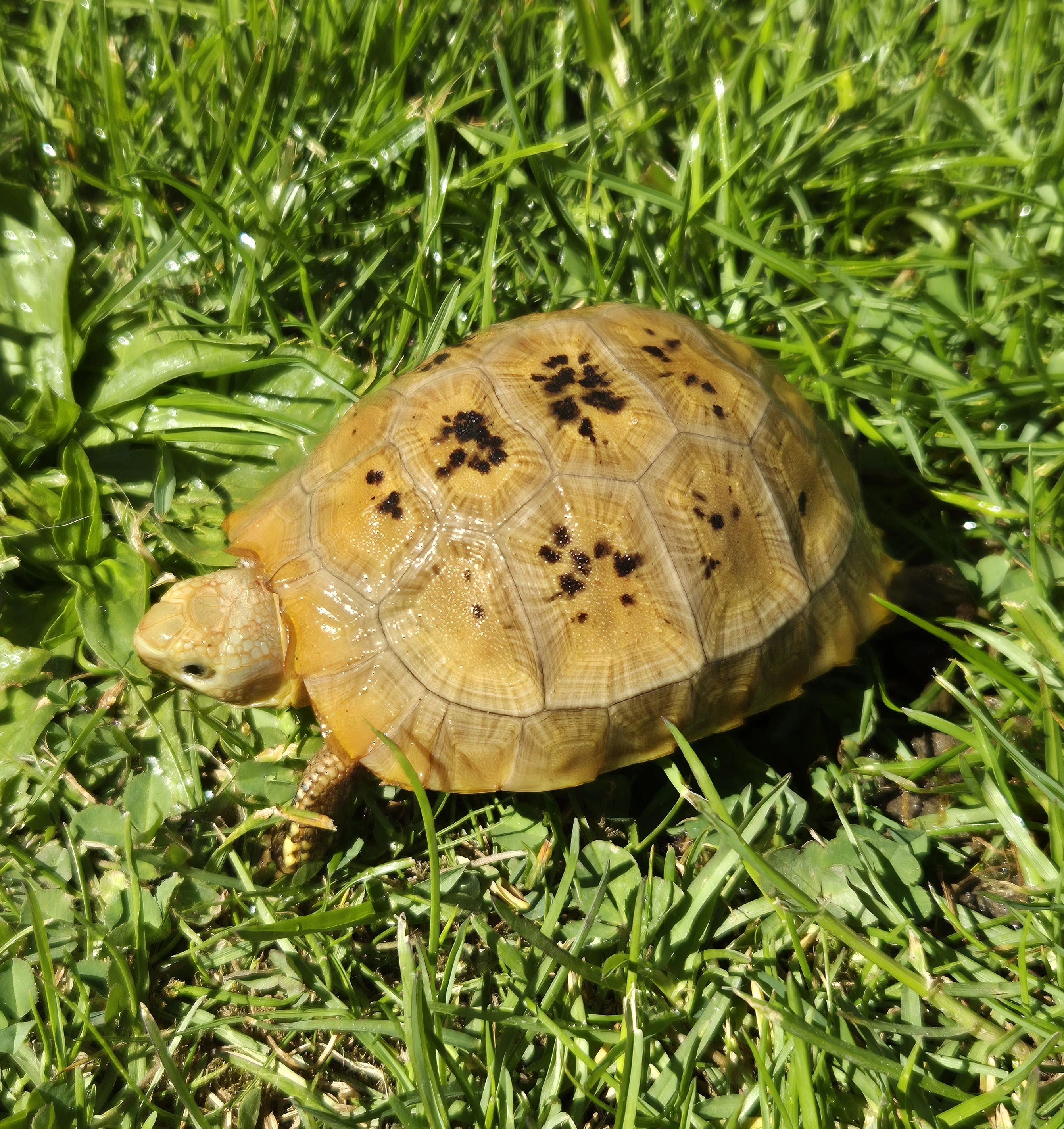 Želva podlouhlá