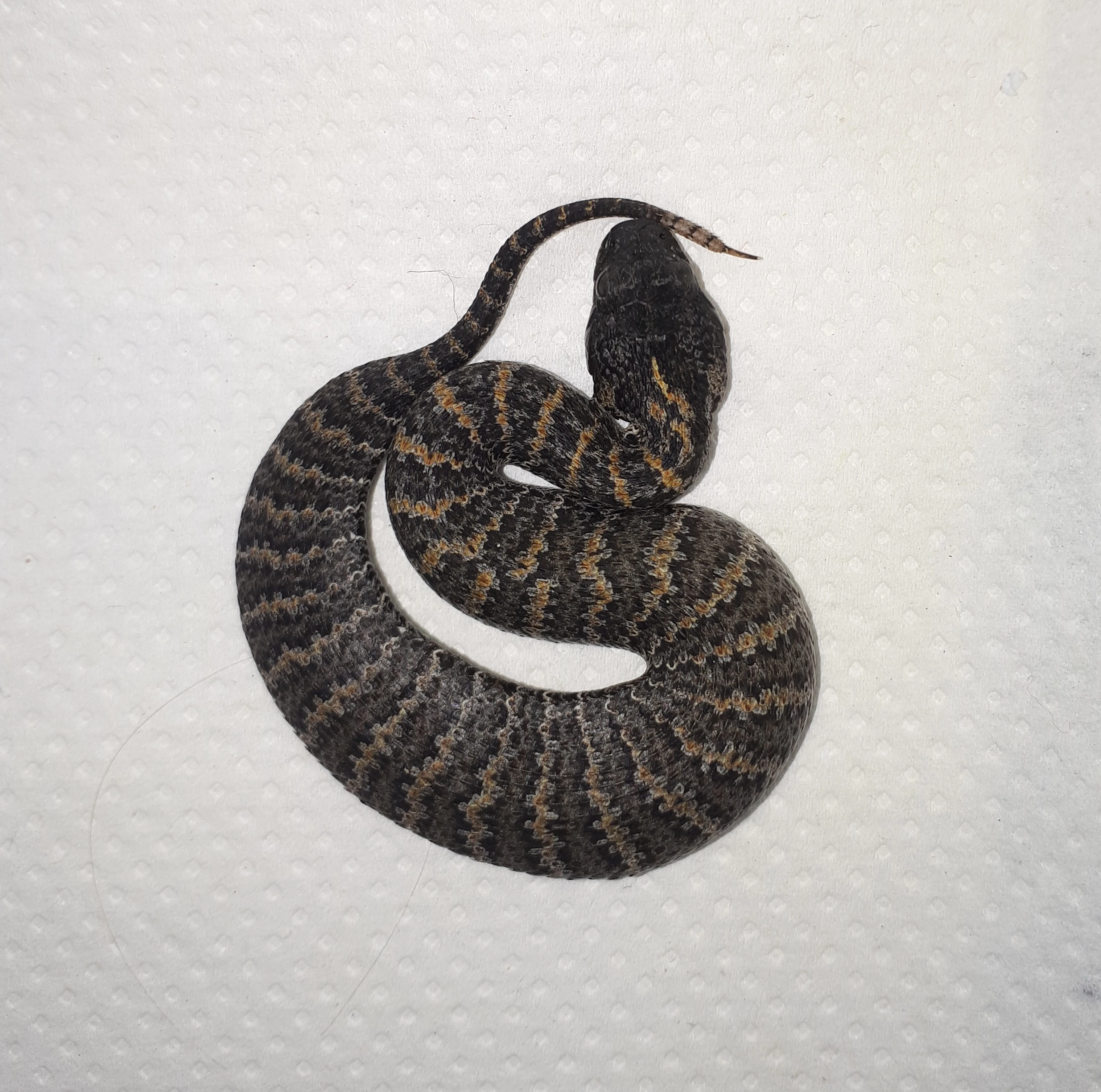 Acanthophis rugosus