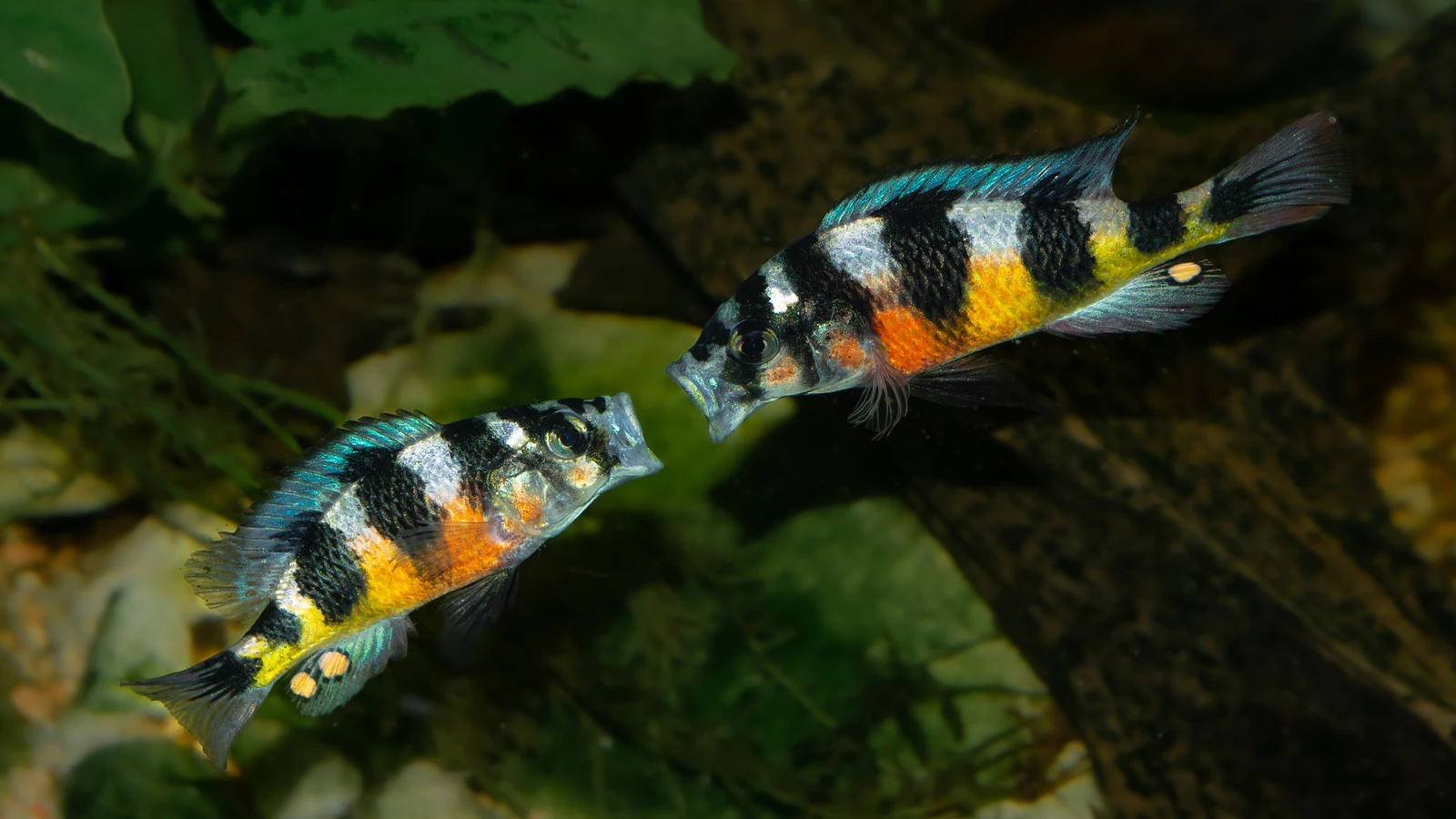 Tlamovec: Haplochromis cf. latifasciatus “Zebra” (Rarita)