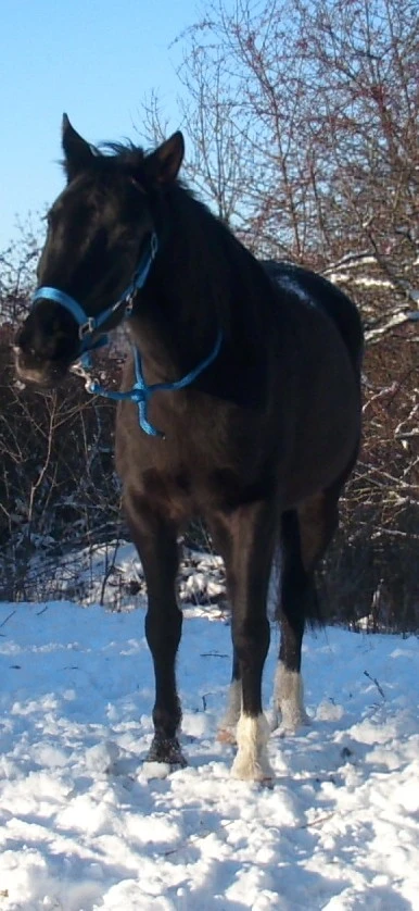 Sleva- Vranka s pp