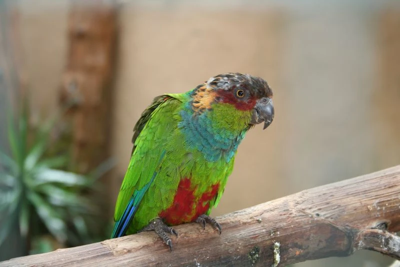 4 mláďata Pyrura Modrobrady - Pyrrhura Cruentata- CITES příloha 1