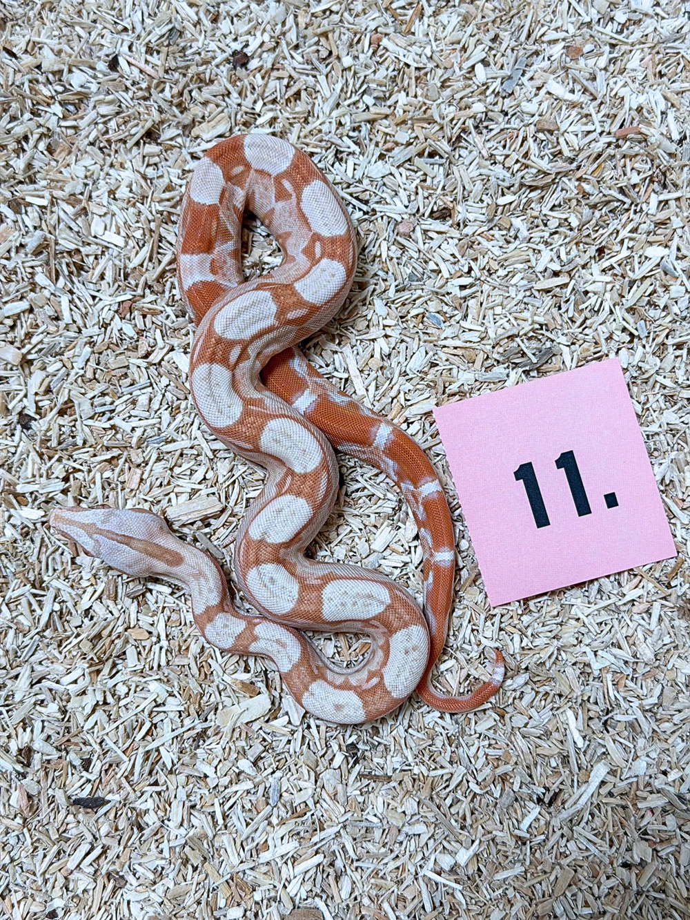 Hroznýš královský RLT Albino  Albino Kahl het Snow 2