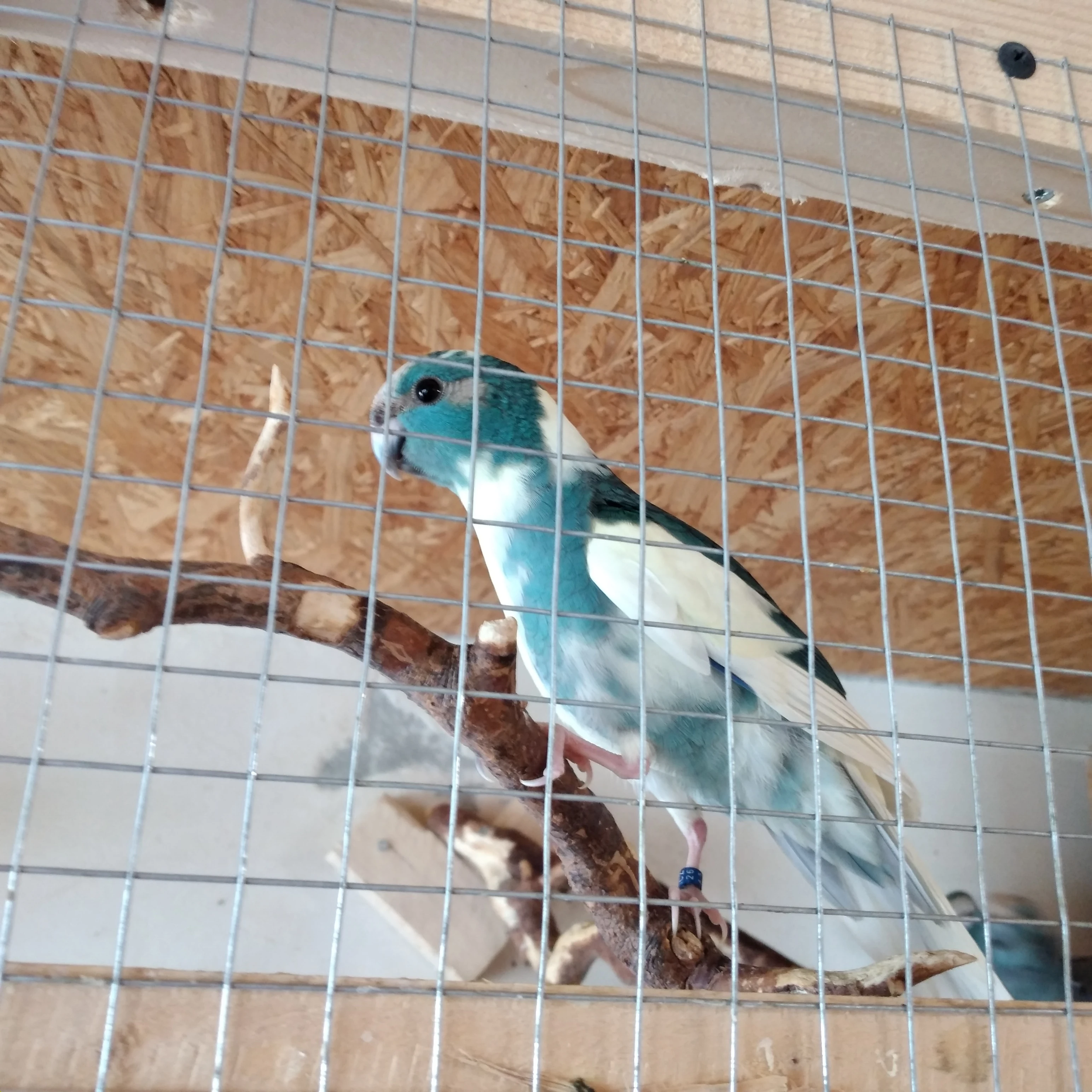 Kakariki
