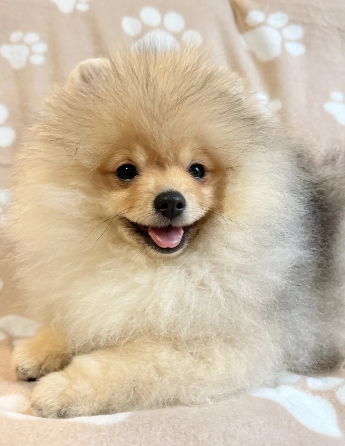 Pomeranian s PP -