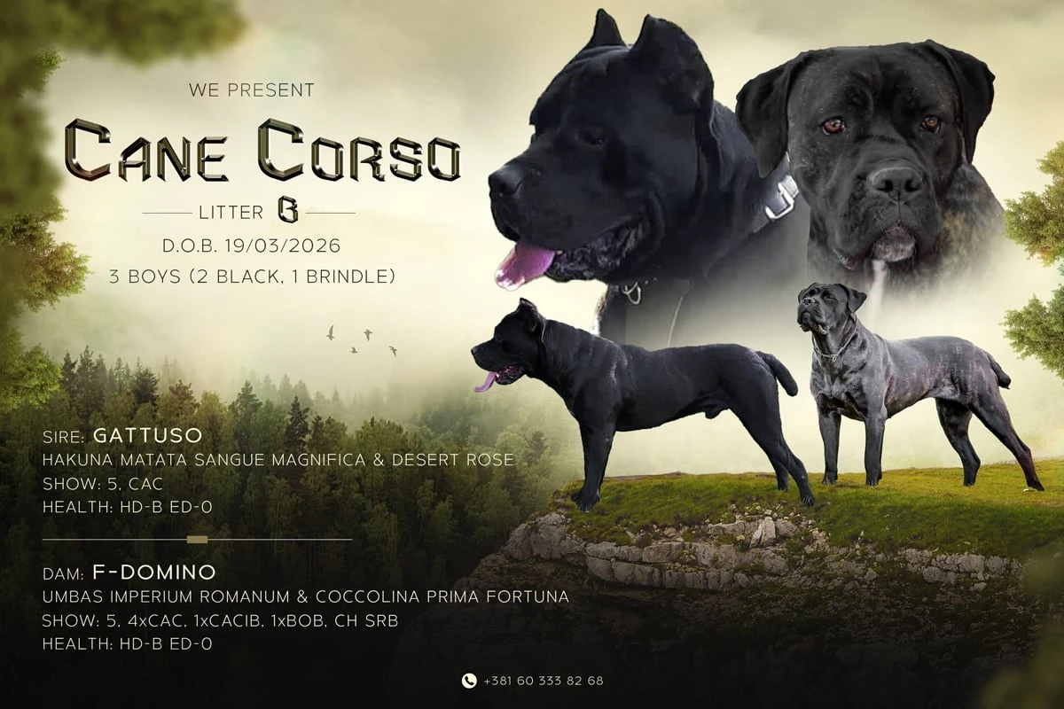 Cane Corso štěňata