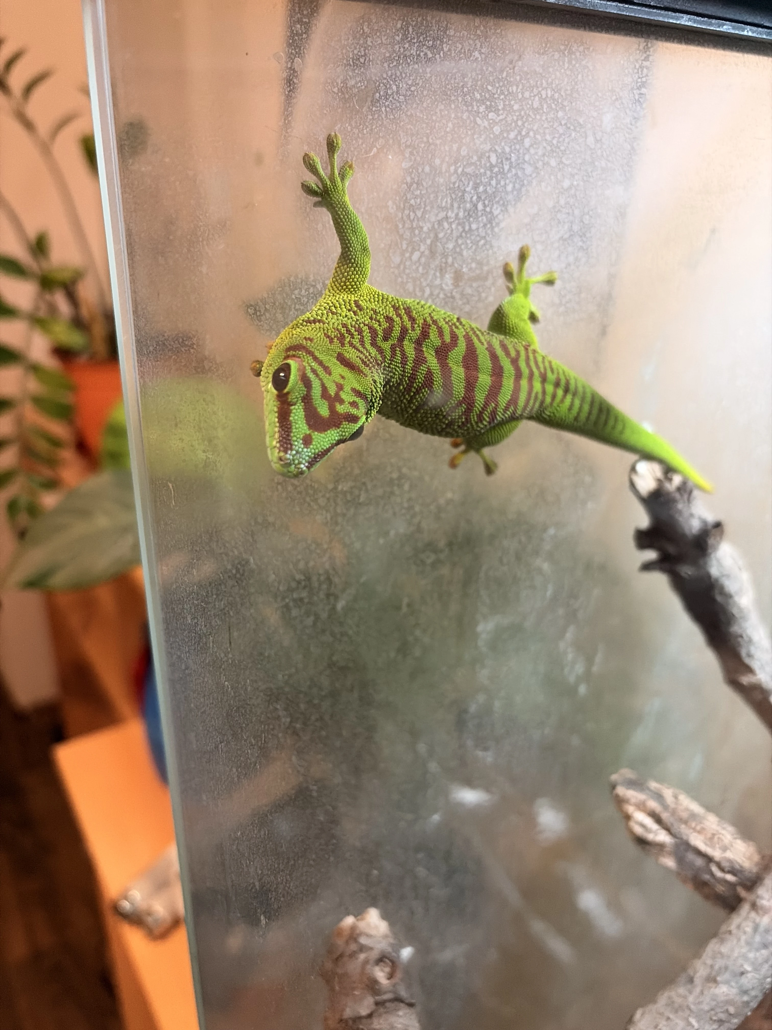 Prodám felzumu madagaskarskou