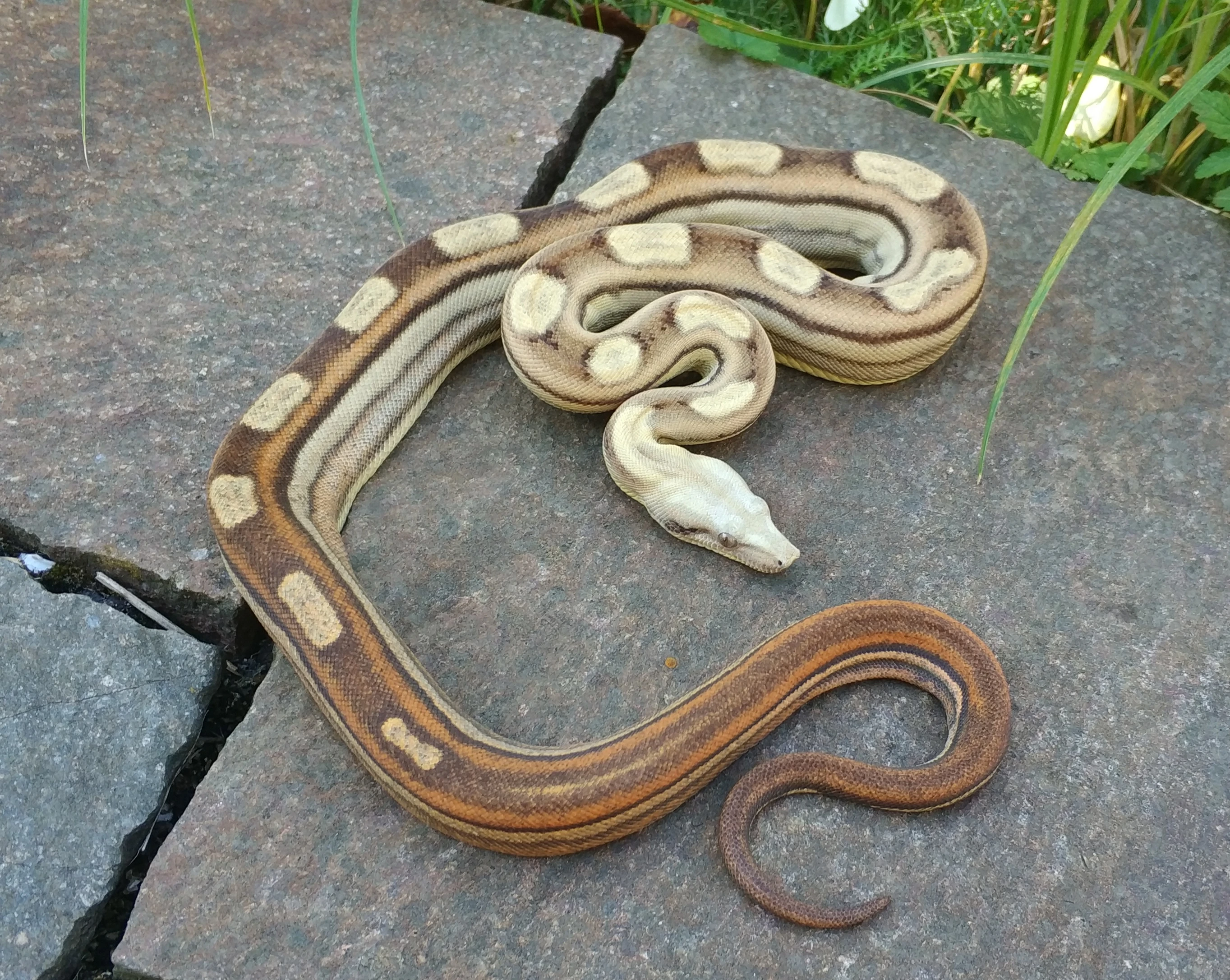 Boa imperator - Motley VPI T Albino